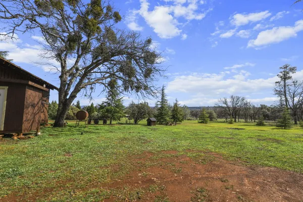 a view of a field with a tree