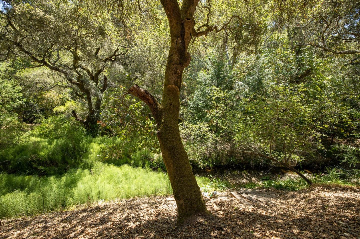 1275 La Canada Road Hillsborough, CA 94010 - Photo 64 of 85 a view of a yard with a tree