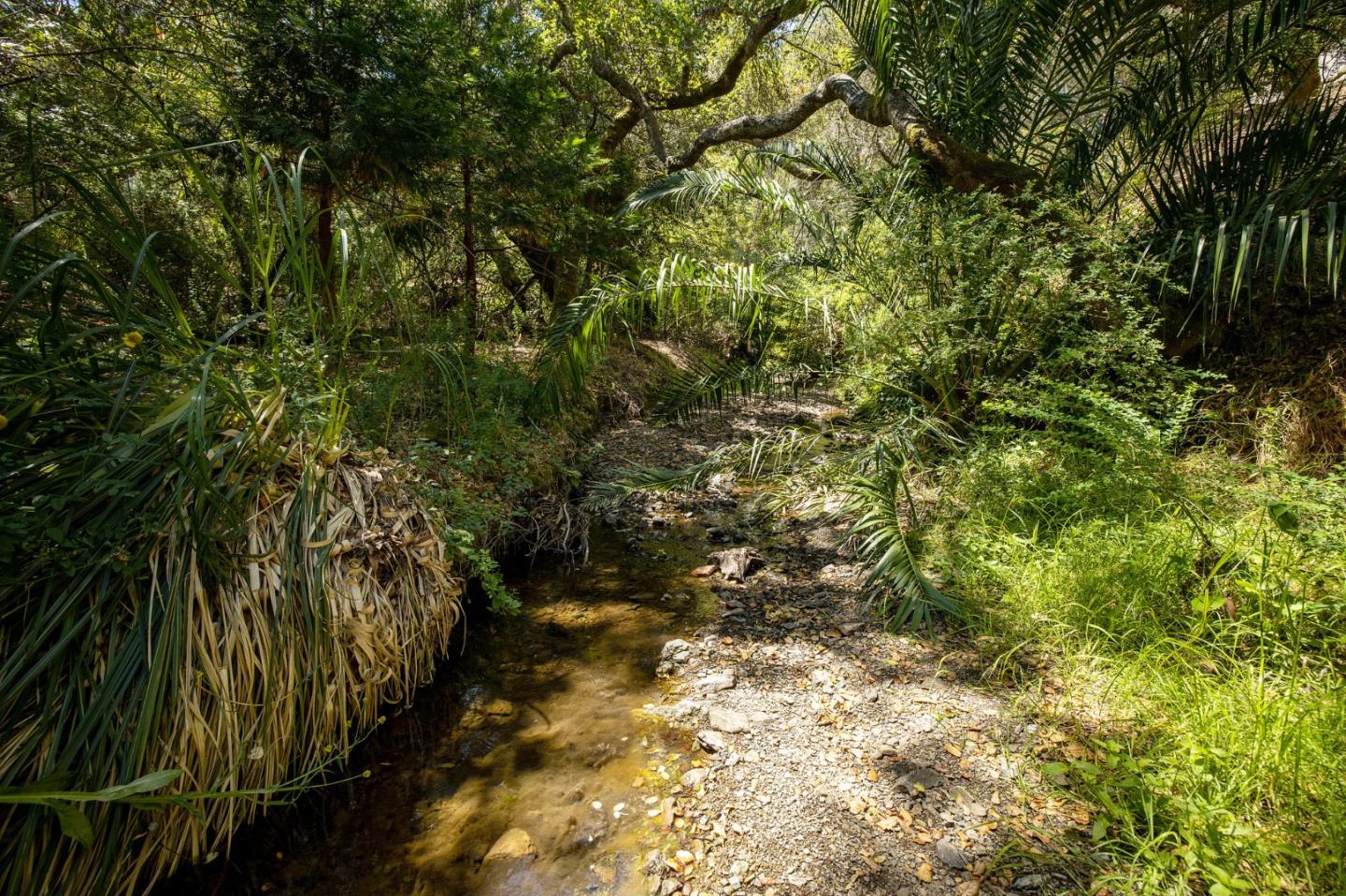 1275 La Canada Road Hillsborough, CA 94010 - Photo 65 of 85 a view of a yard with plants and large trees
