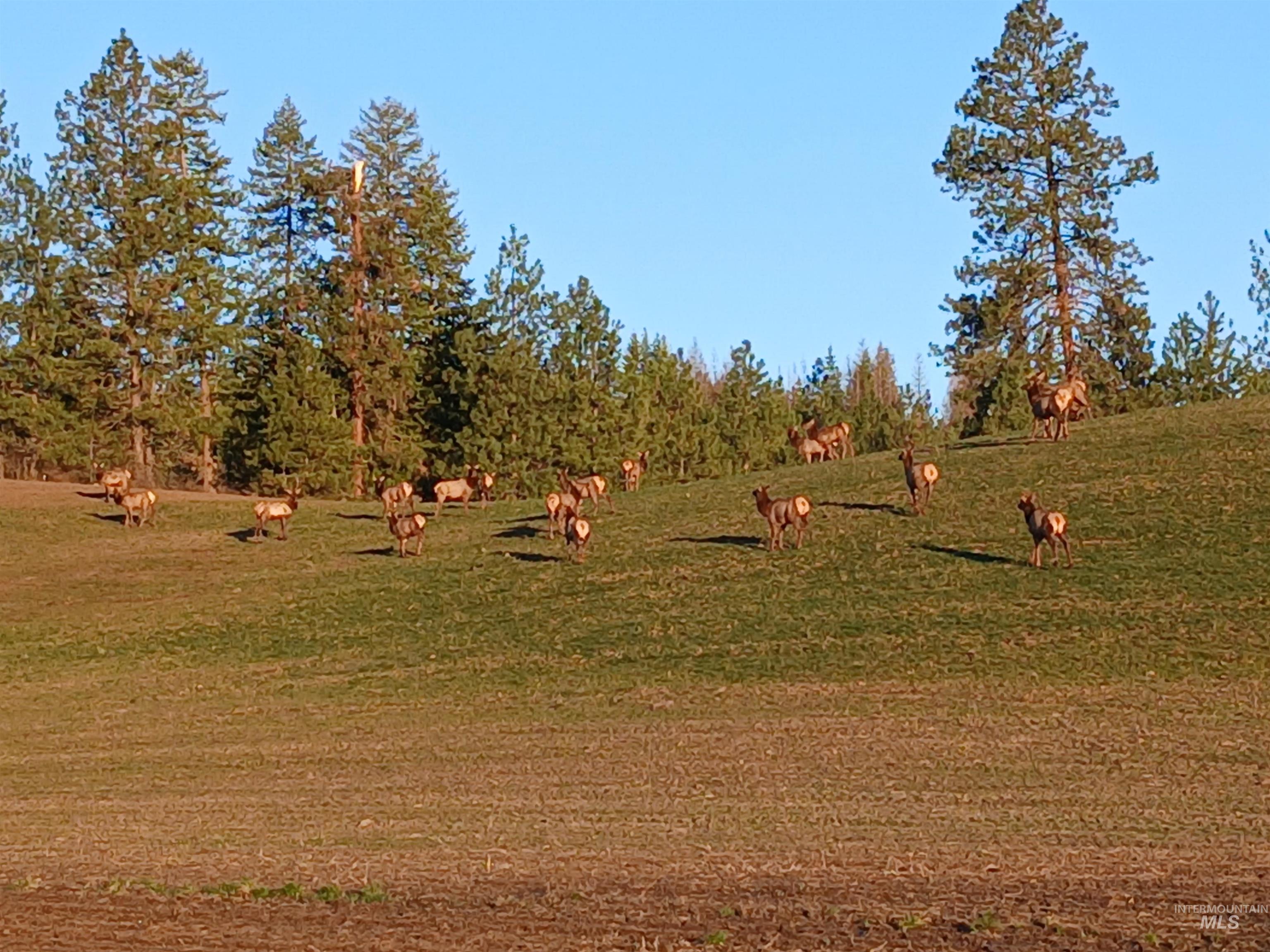 1076 Headrick Road Potlatch, ID 83855 - Photo 8 of 8 Image quality insufficient for description
