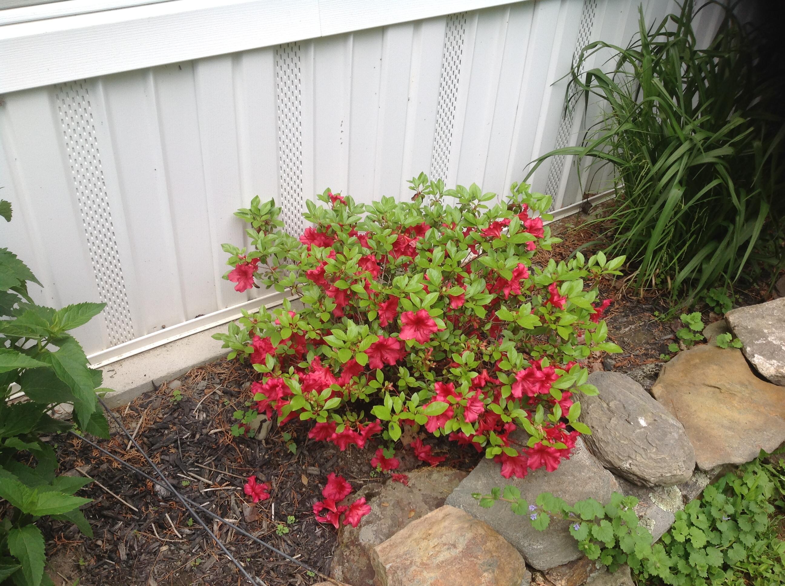 165 Togus Road Augusta, ME 04330 - Photo 40 of 41 165 Togus Rd Flowers