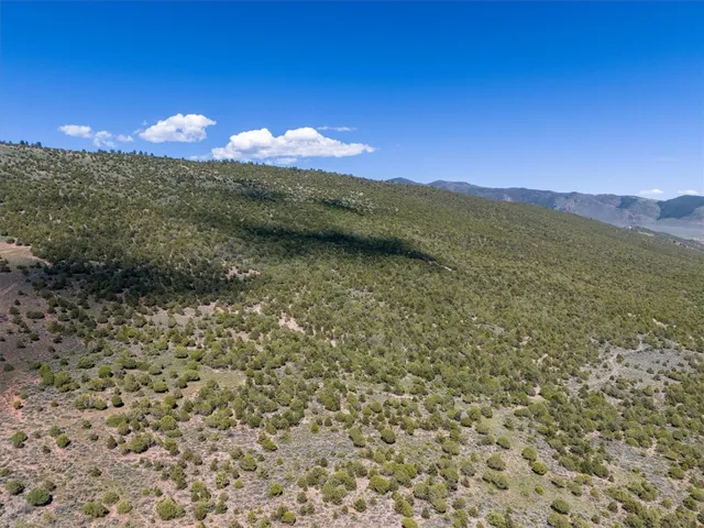 a view of a forest with a forest