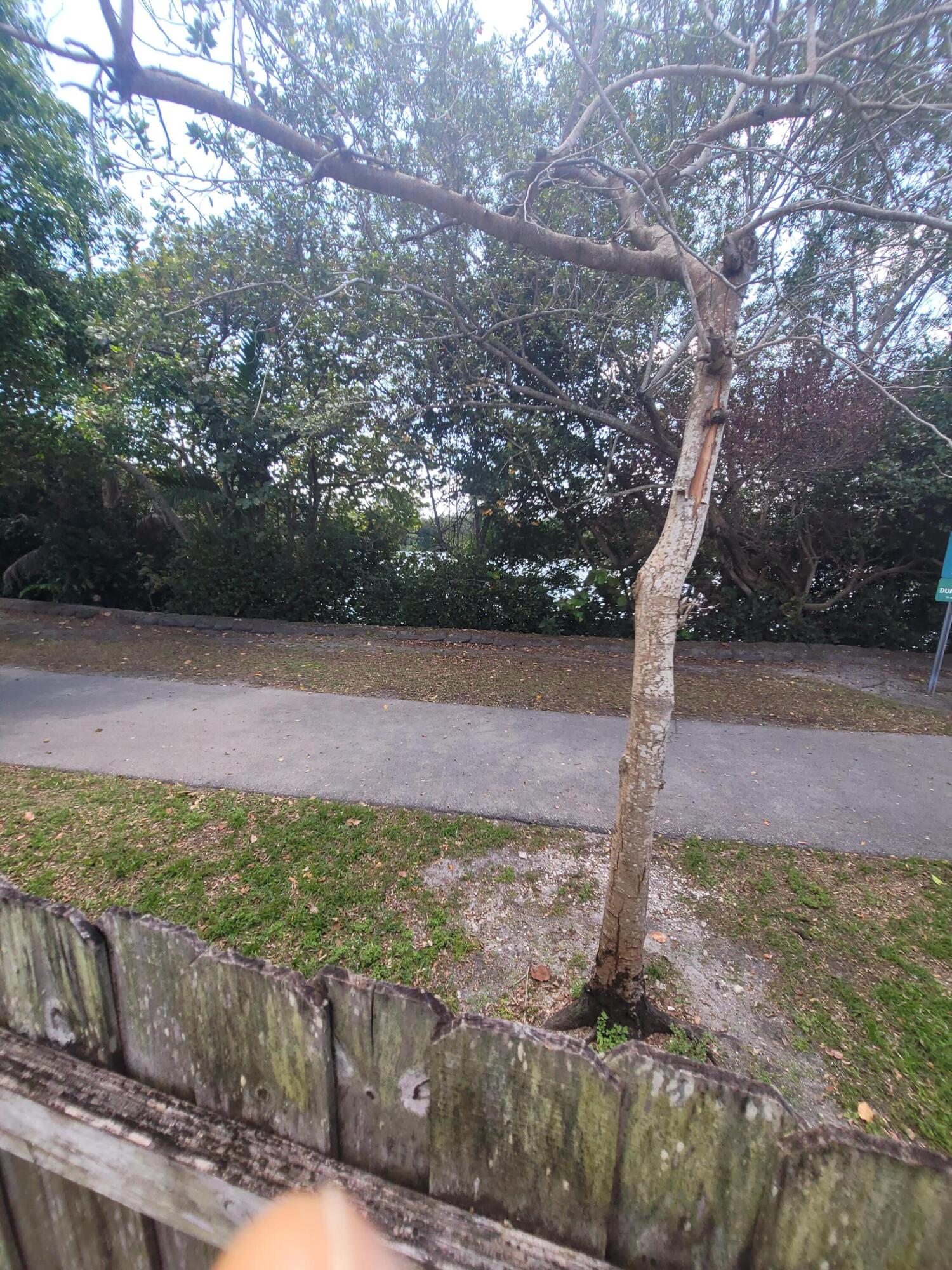 8448 Northwest 196th Terrace Hialeah, FL 33015 - Photo 48 of 67 a view of a yard with a tree