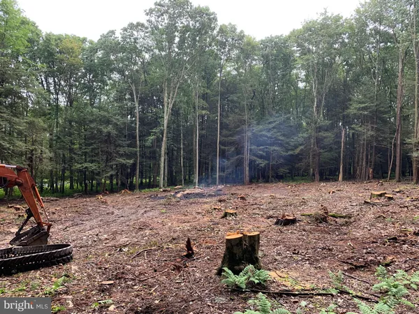 a view of a backyard with plants and trees