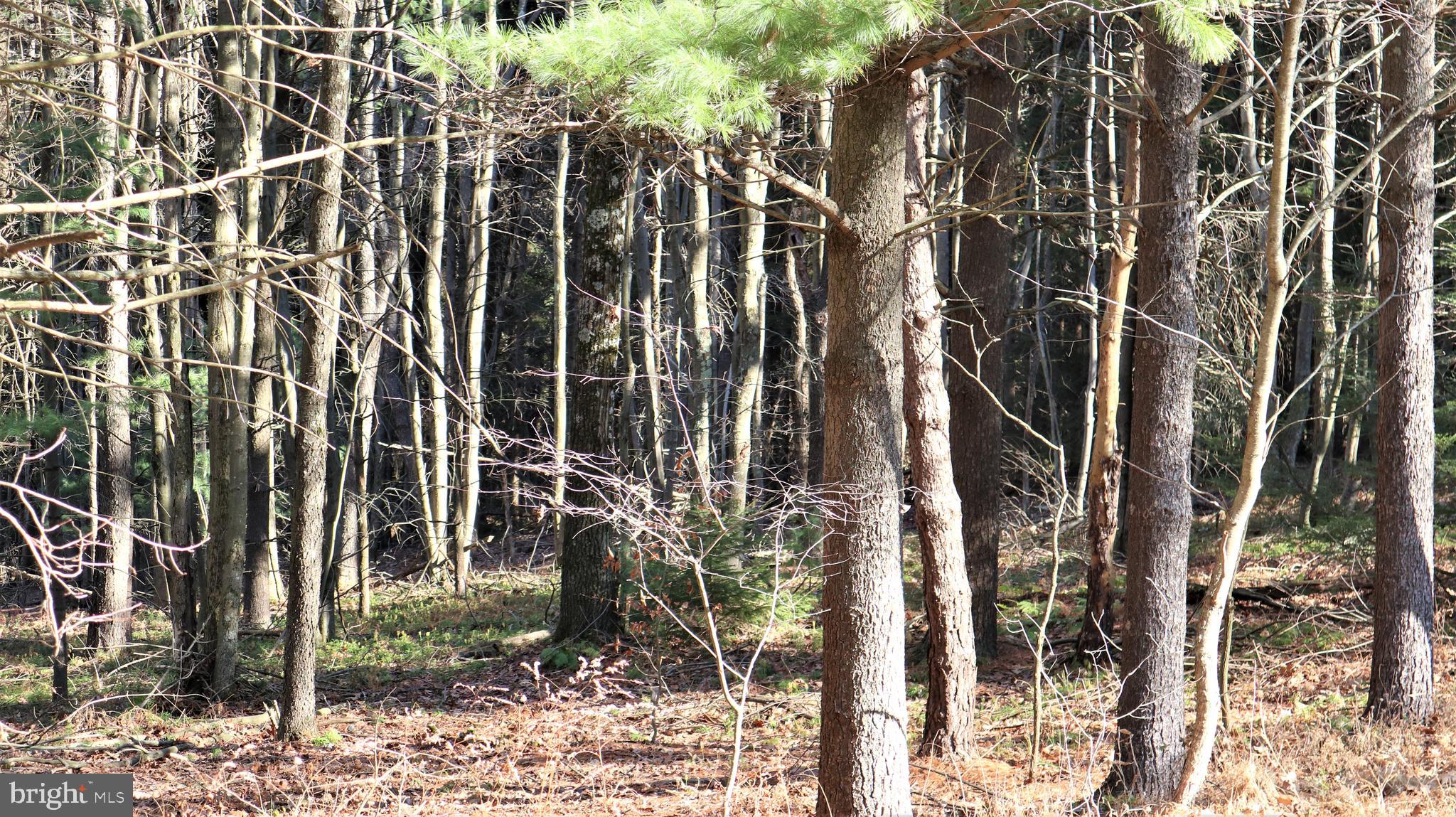 Lot 41 Pine Grove Road Lonaconing, MD 21539 - Photo 3 of 15 Lot View