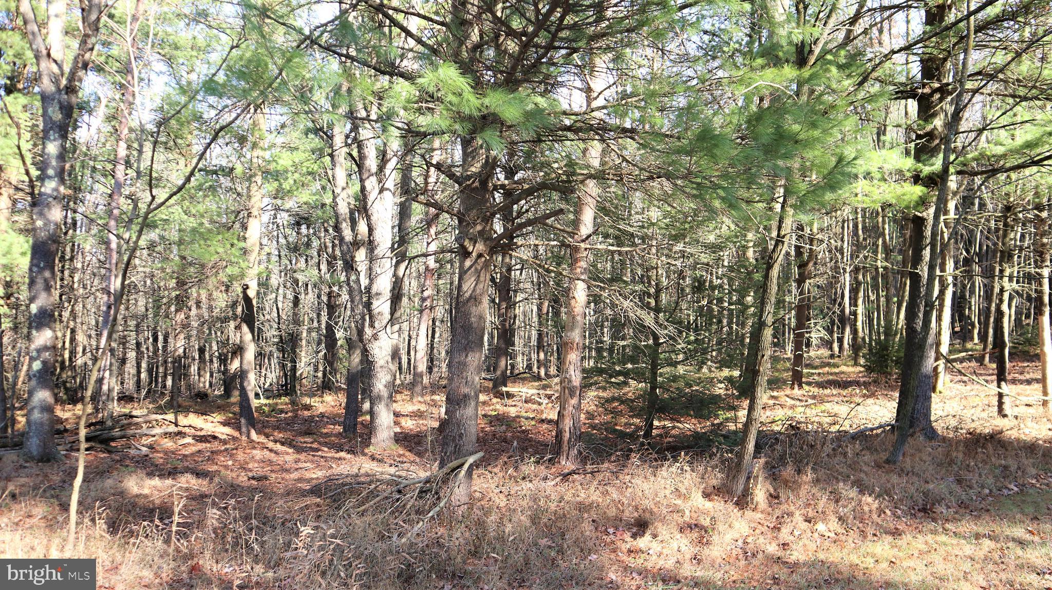 Lot 41 Pine Grove Road Lonaconing, MD 21539 - Photo 6 of 15 Lot View