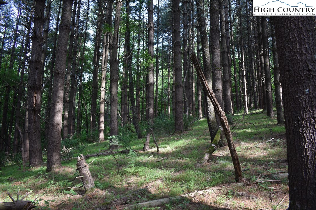 Farmers Fish Camp Road Sparta, NC 28675 - Photo 15 of 50 Gallery Image 15