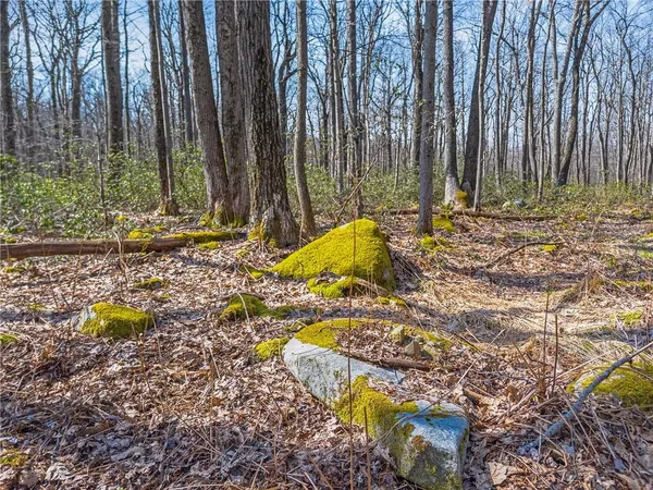 a view of a yard with trees