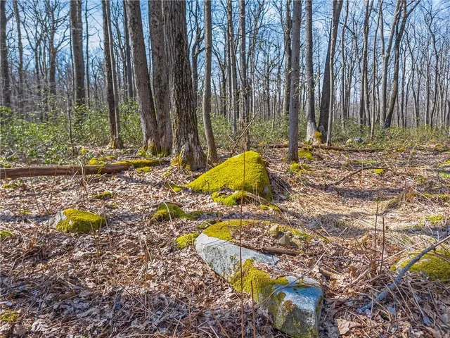 a view of a yard with trees