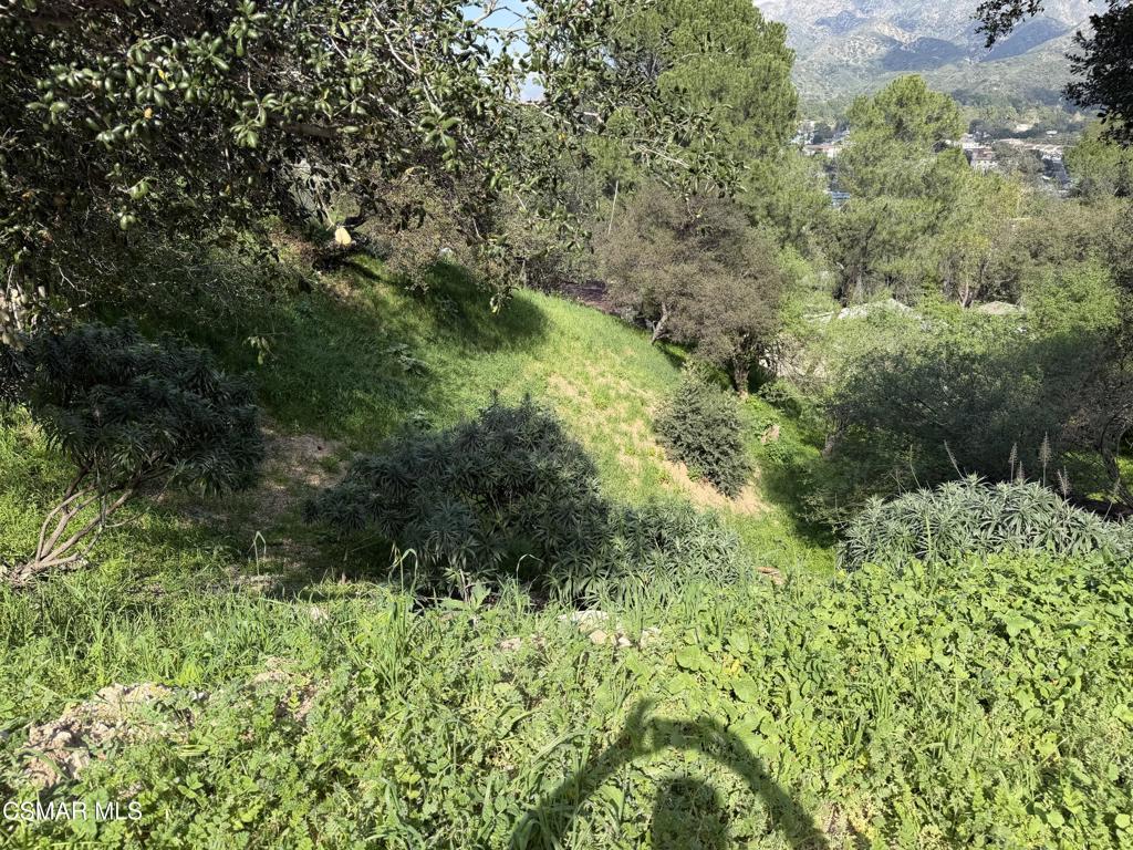 Flora Morgan Trail Tujunga, CA 91042 - Photo 1 of 7 a view of a garden with a tree