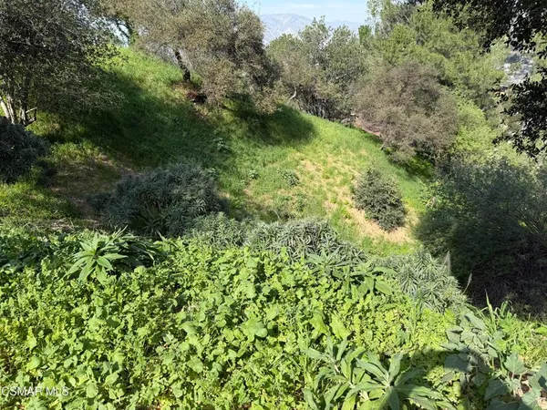a view of a garden with a tree