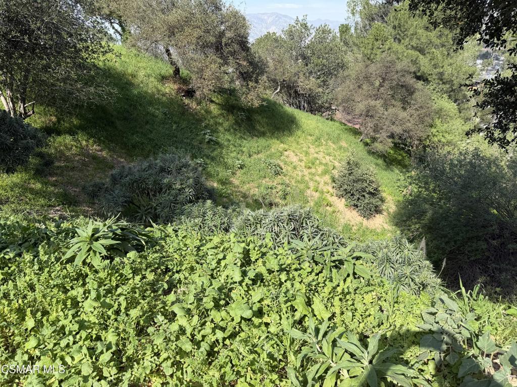 Flora Morgan Trail Tujunga, CA 91042 - Photo 2 of 7 a view of a garden with a tree