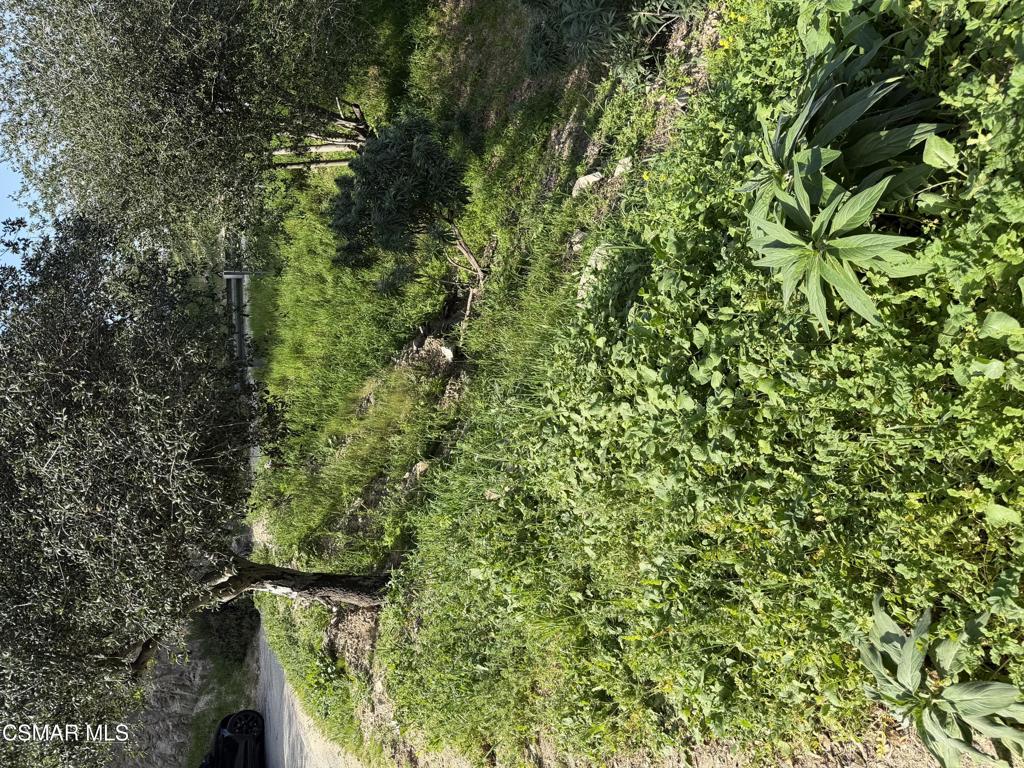 Flora Morgan Trail Tujunga, CA 91042 - Photo 4 of 7 a view of a yard with plants and large trees