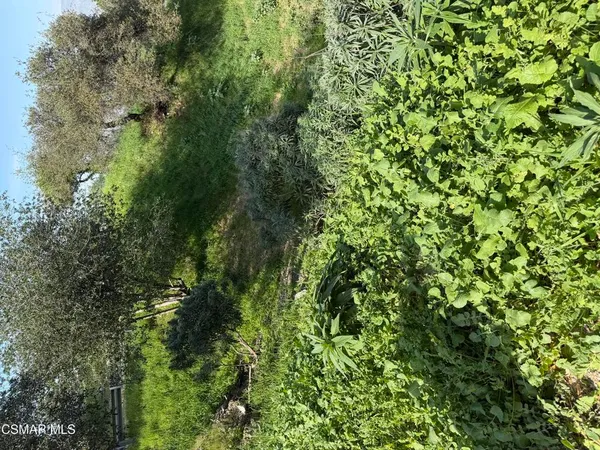 a view of a lush green forest with lots of trees