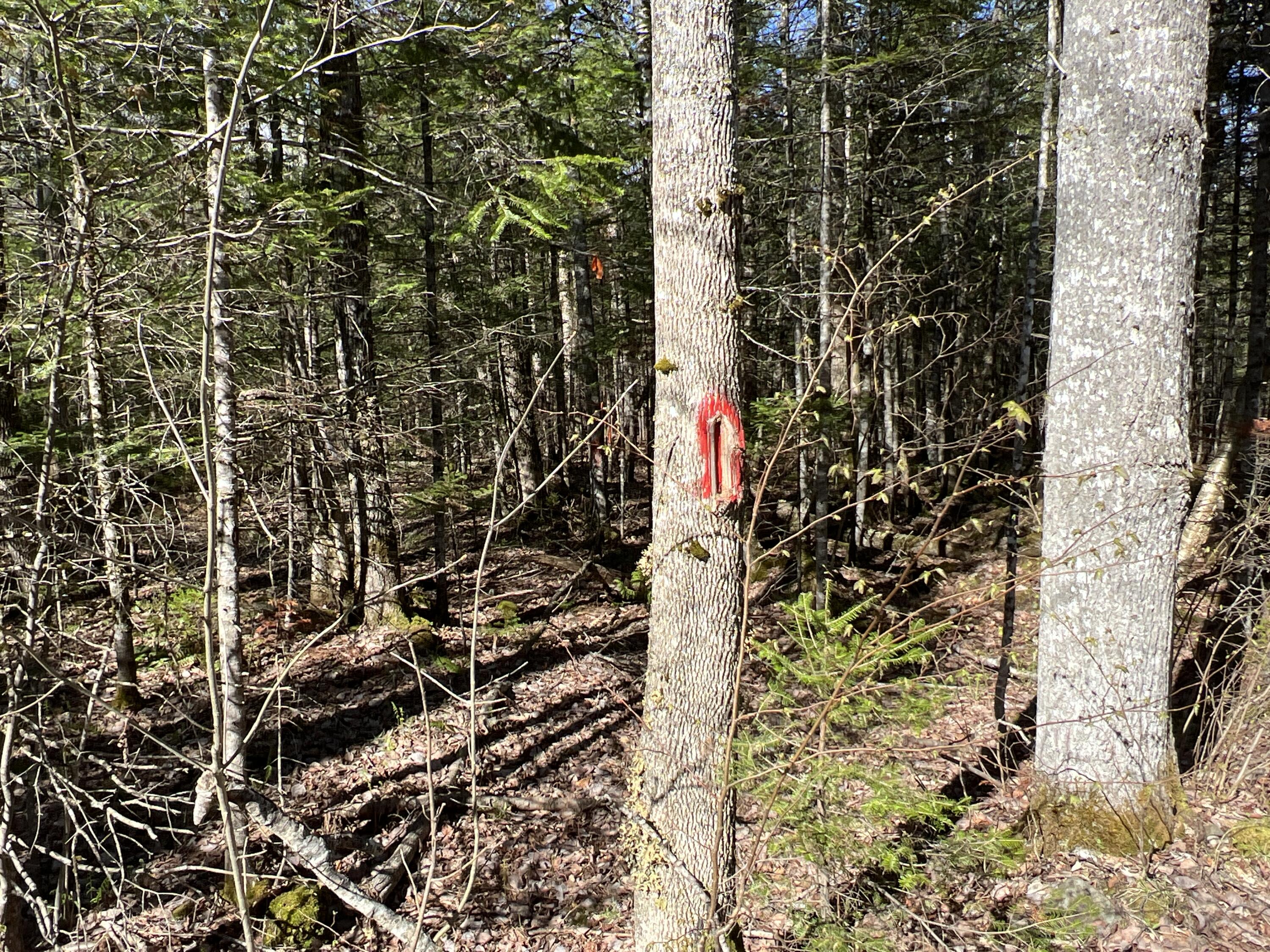 Lot 22 Schoodic Point Road Medford, ME 04463 - Photo 7 of 27 IMG_4172