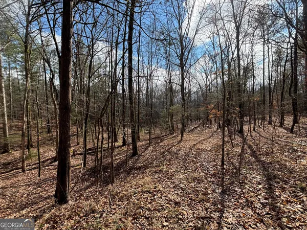 a view of a forest filled with trees