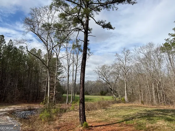 a view of a yard with a tree