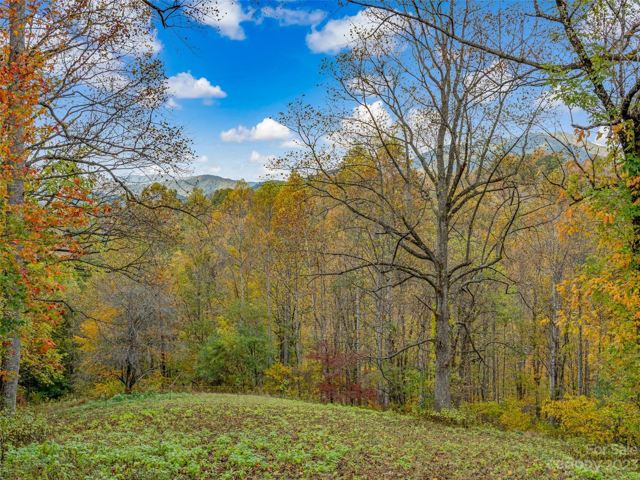 693 Sharp Hollow Road Marshall, NC 28753 - Photo 14 of 46 a view of a yard with large trees