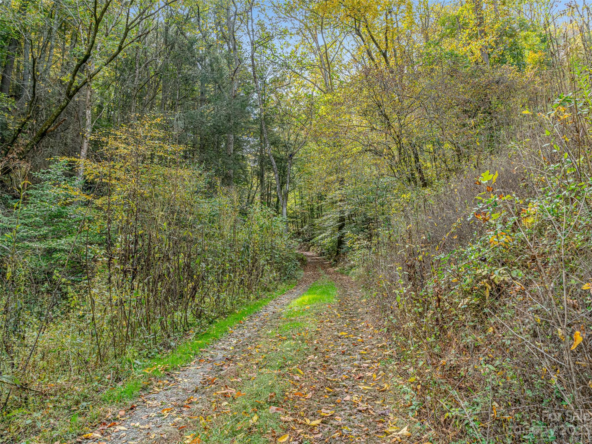 693 Sharp Hollow Road Marshall, NC 28753 - Photo 35 of 46 a view of a yard with plants and large trees