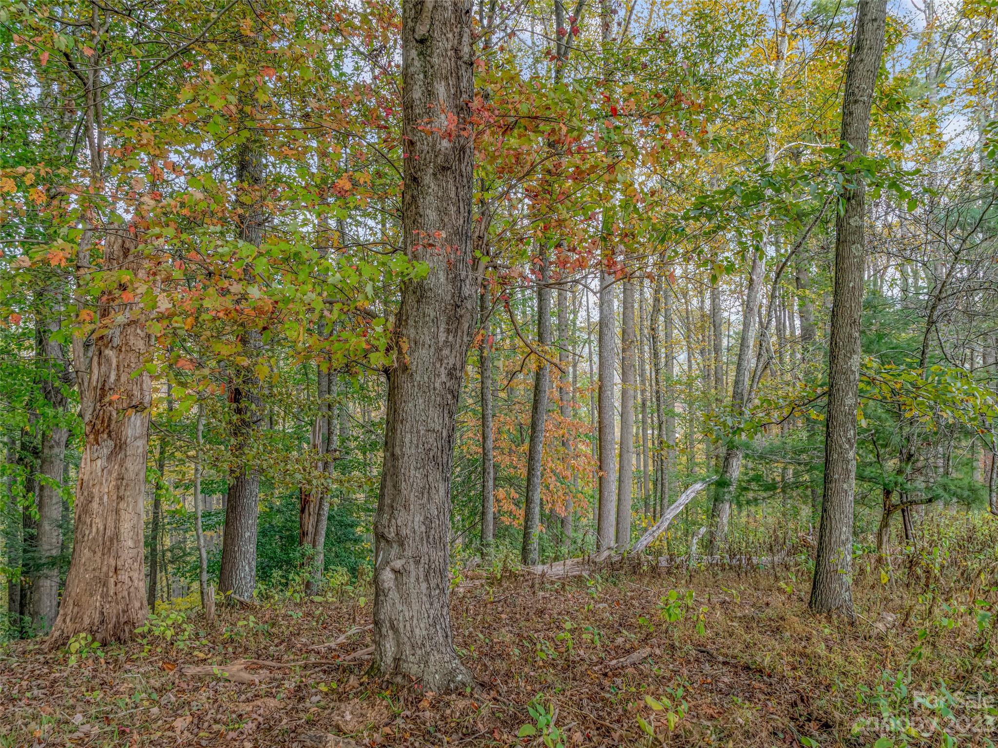 693 Sharp Hollow Road Marshall, NC 28753 - Photo 40 of 46 a green field with lots of trees