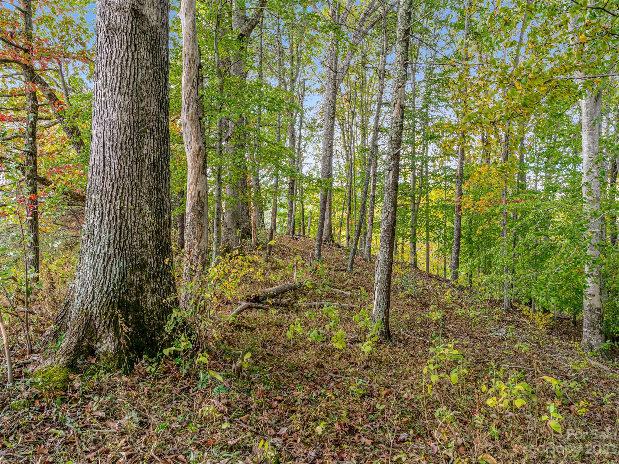 693 Sharp Hollow Road Marshall, NC 28753 - Photo 41 of 46 a view of outdoor space and garden