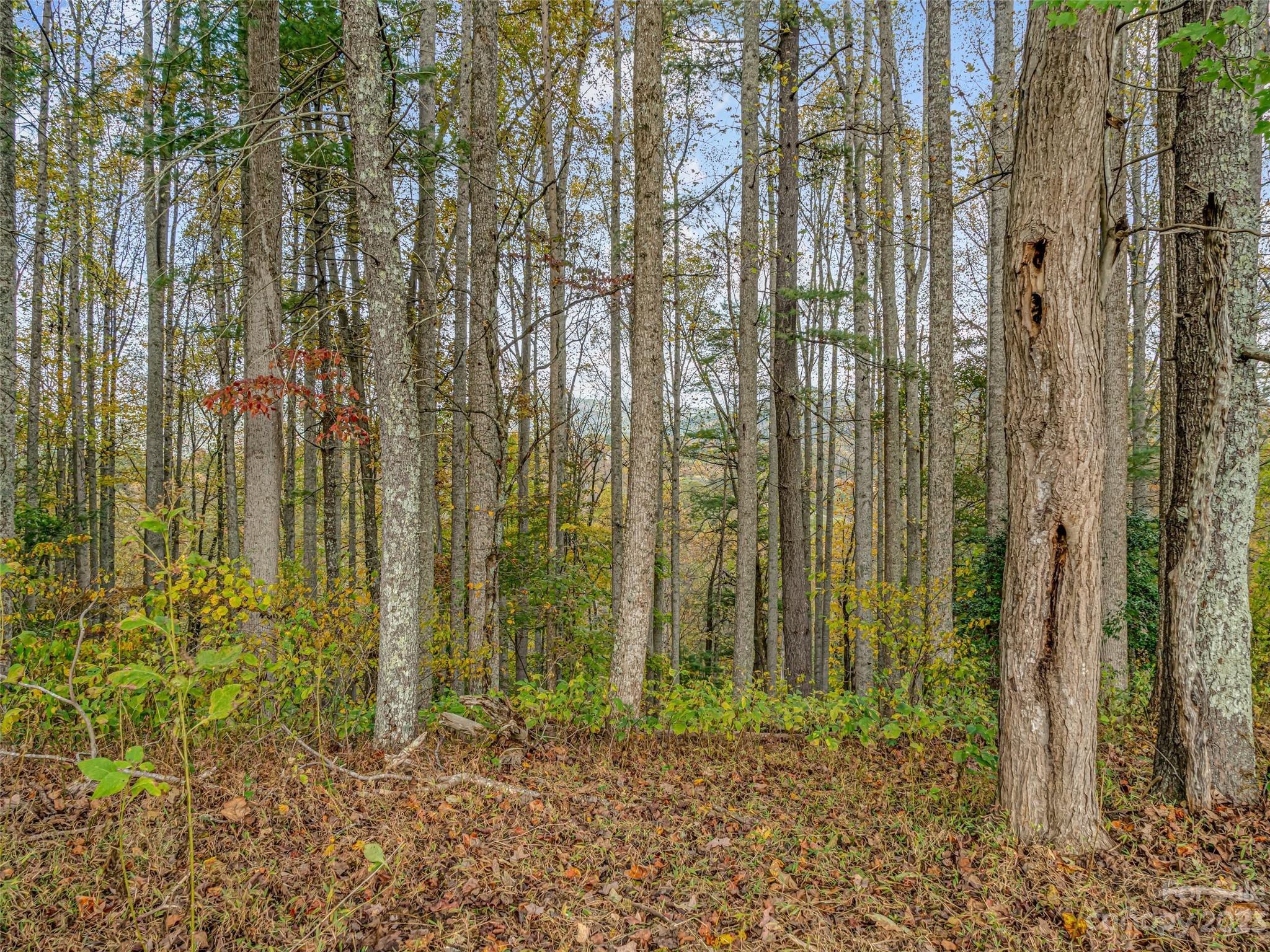 693 Sharp Hollow Road Marshall, NC 28753 - Photo 42 of 46 a view of a garden