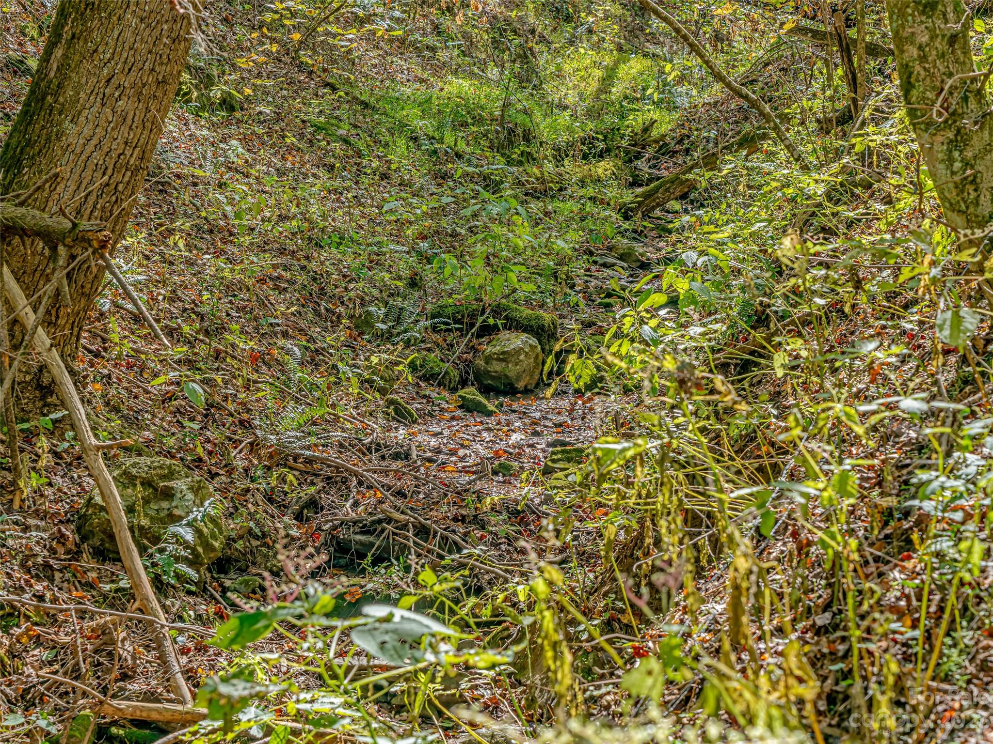693 Sharp Hollow Road Marshall, NC 28753 - Photo 43 of 46 a view of a plants and small yard
