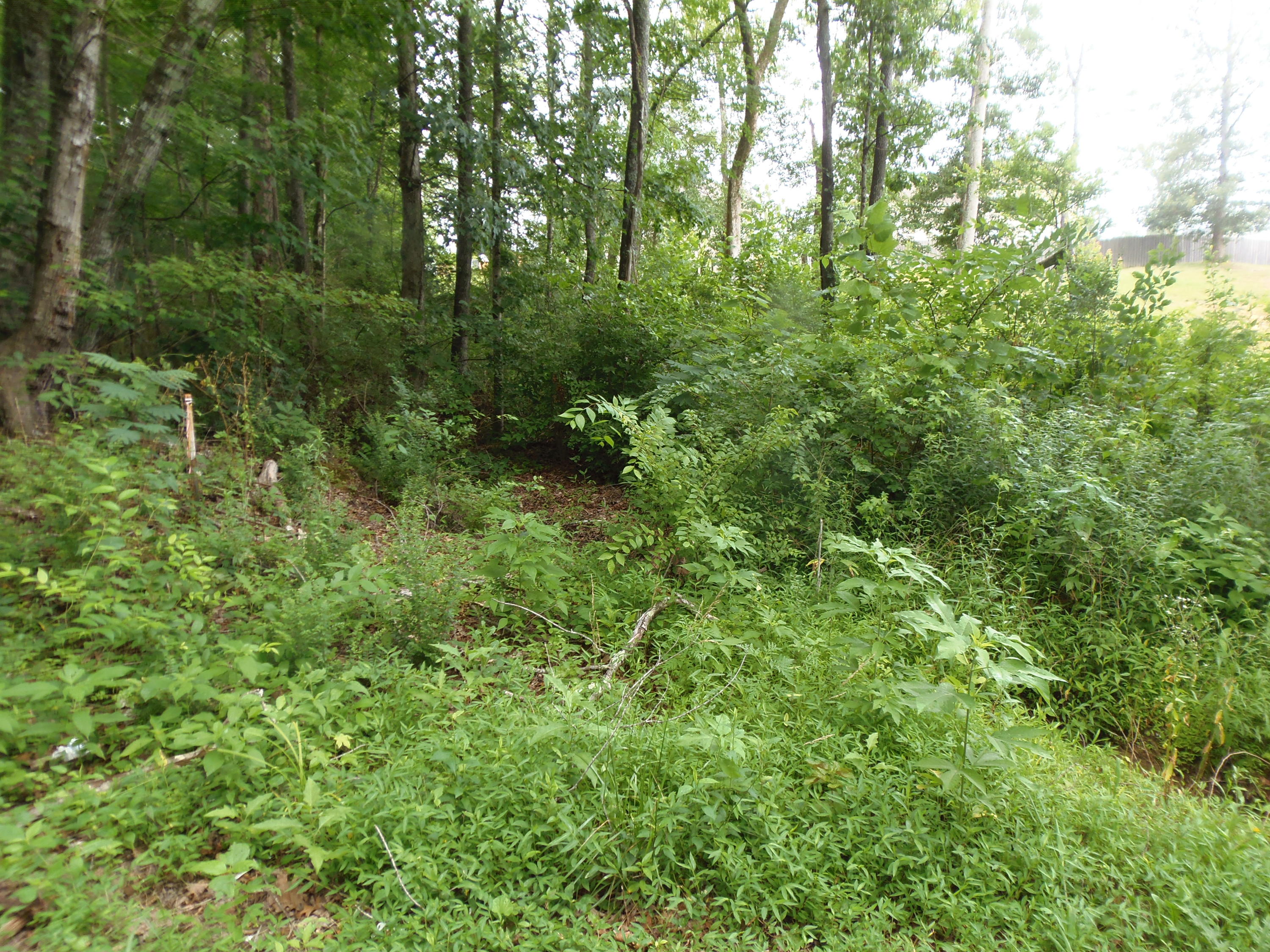 7807 Stanley Road Powell, TN 37849 - Photo 1 of 7 NOT TOO HEAVILY WOODED