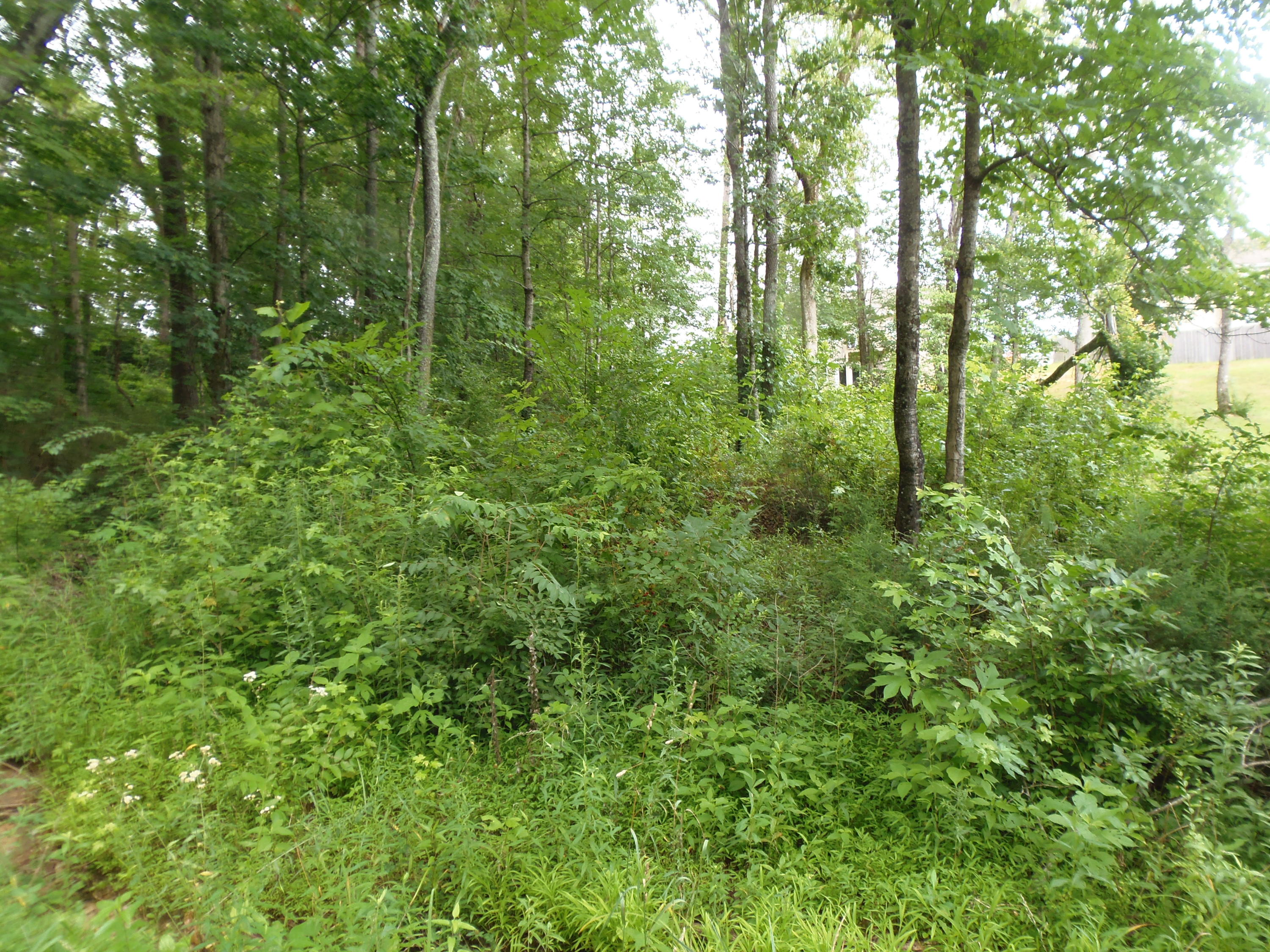 7807 Stanley Road Powell, TN 37849 - Photo 3 of 7 NO NEED TO WAIT FOR YOUR TREES TO GROW