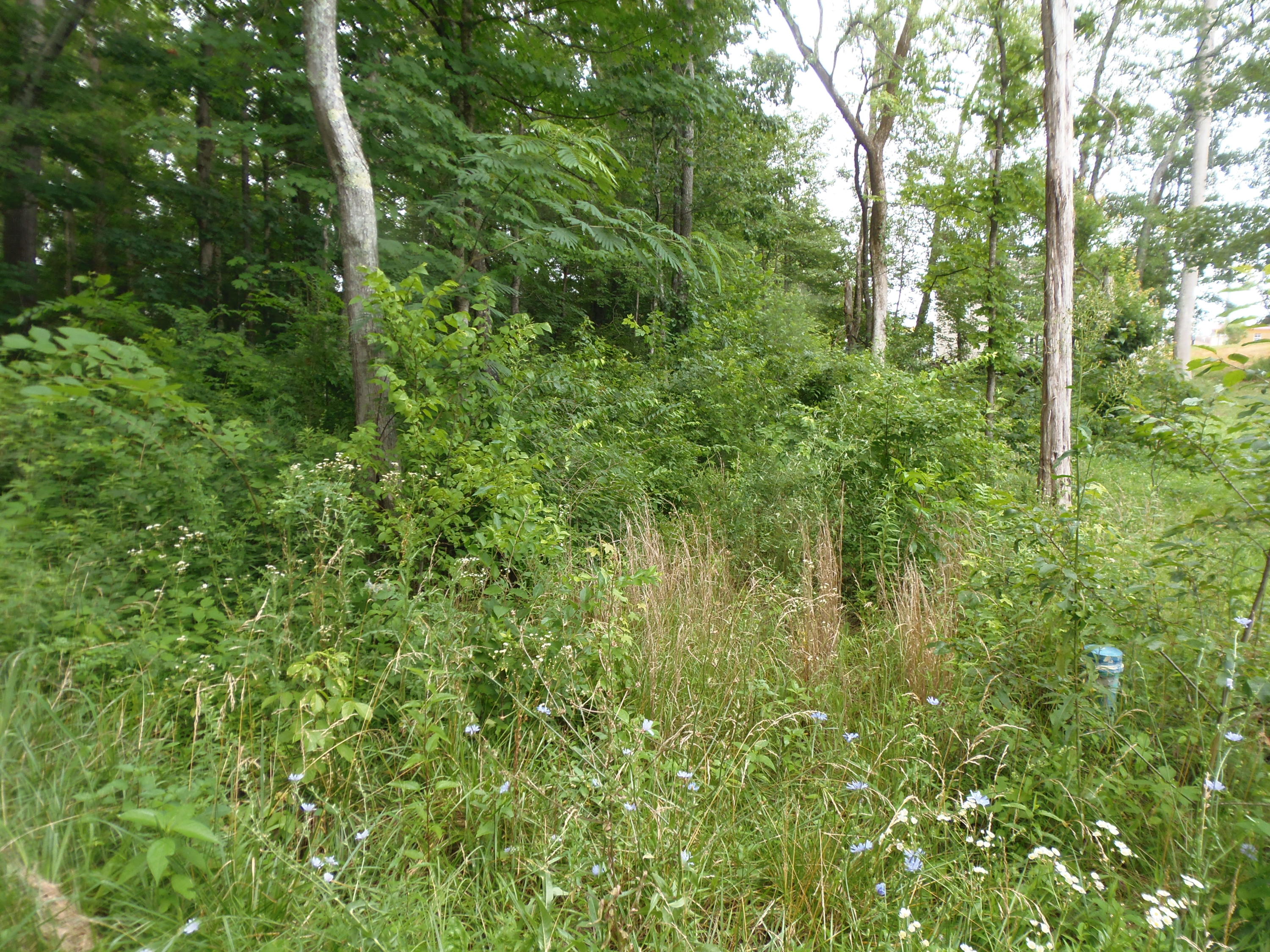 7807 Stanley Road Powell, TN 37849 - Photo 4 of 7 LEVEL!!