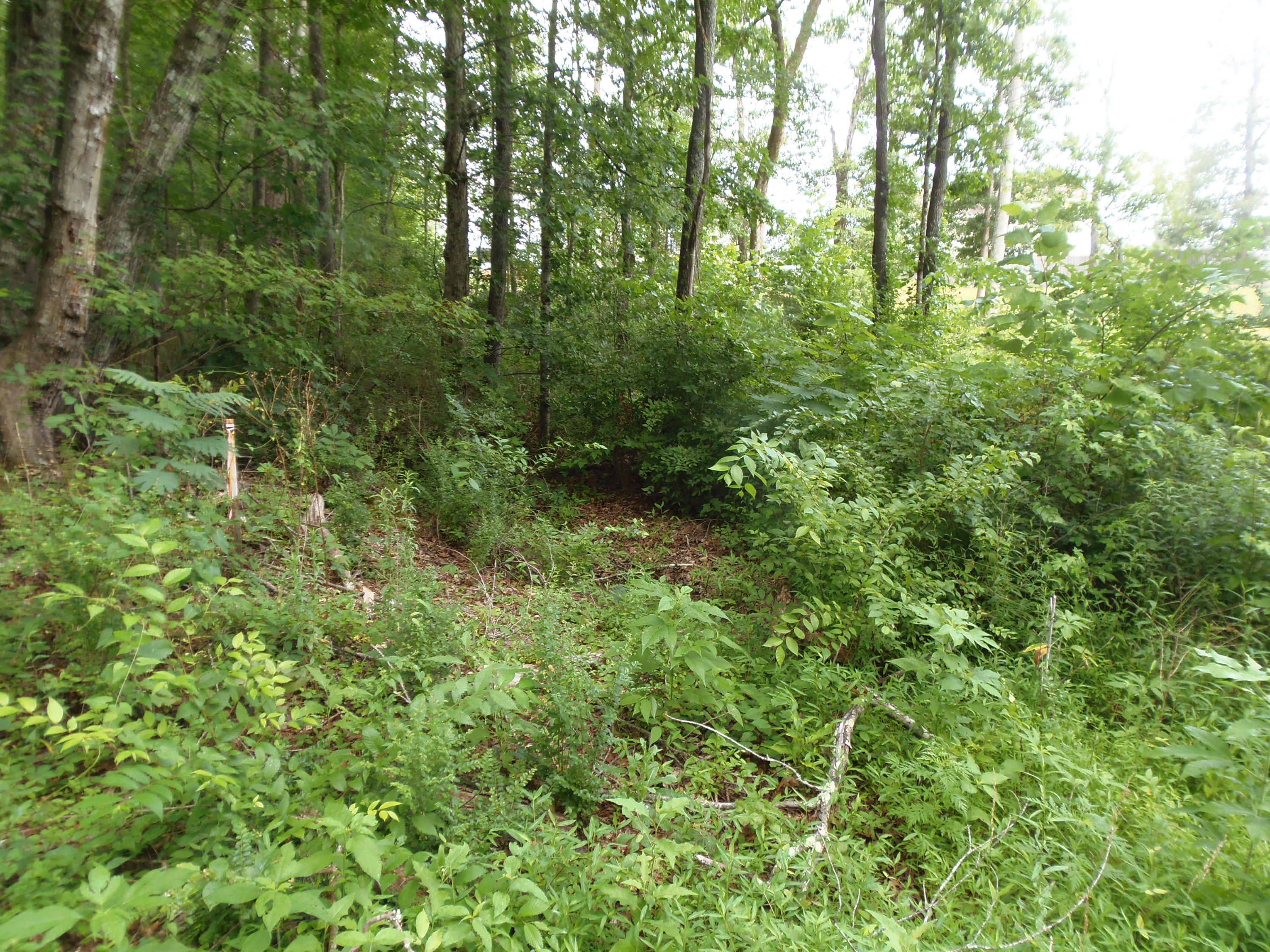 7807 Stanley Road Powell, TN 37849 - Photo 5 of 7 P6300282