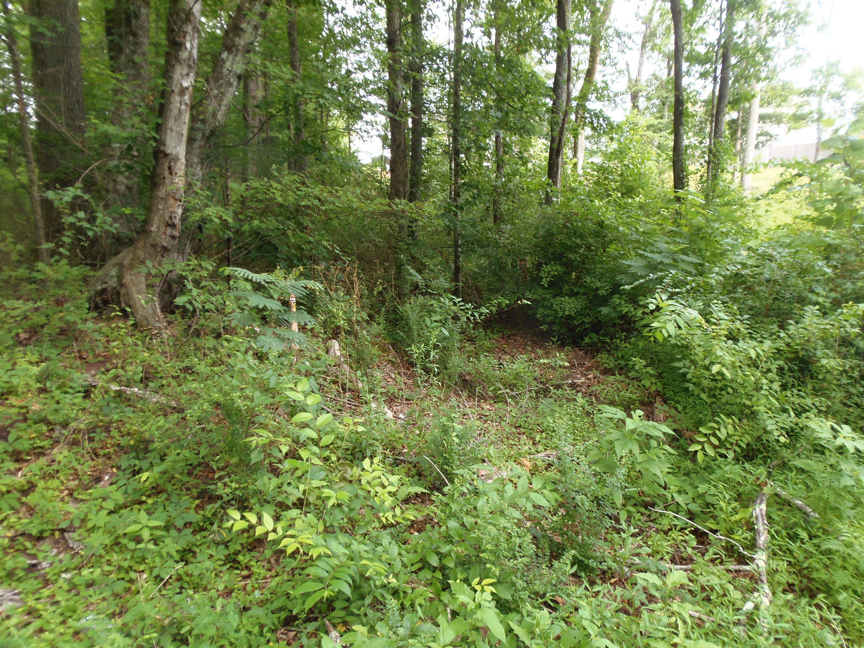 7807 Stanley Road Powell, TN 37849 - Photo 6 of 7 P6300284
