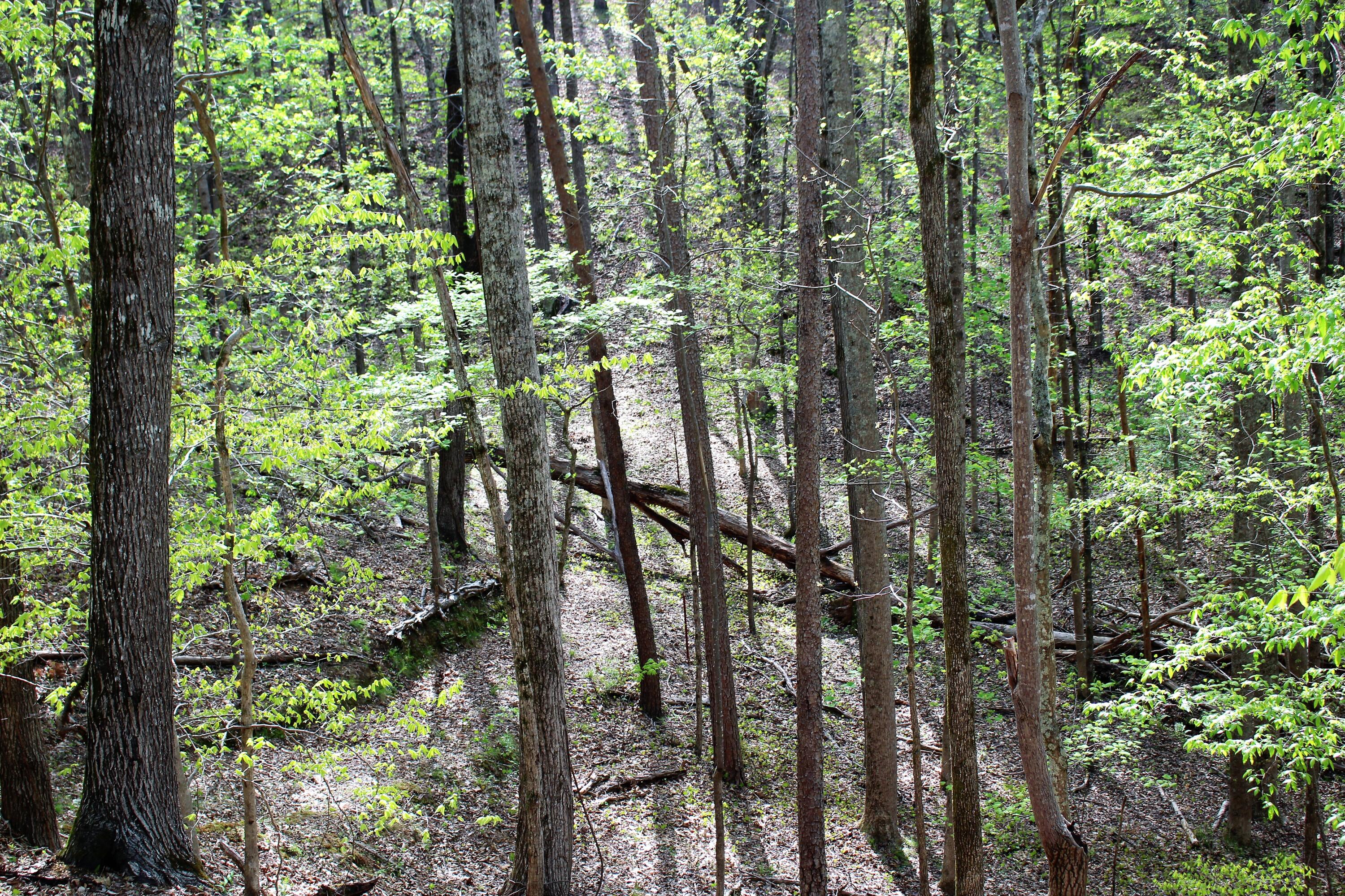 Lot 8 Northwest Rabbit Valley Road, Unit 8 Cleveland, TN 37312 - Photo 16 of 30 IMG_6839