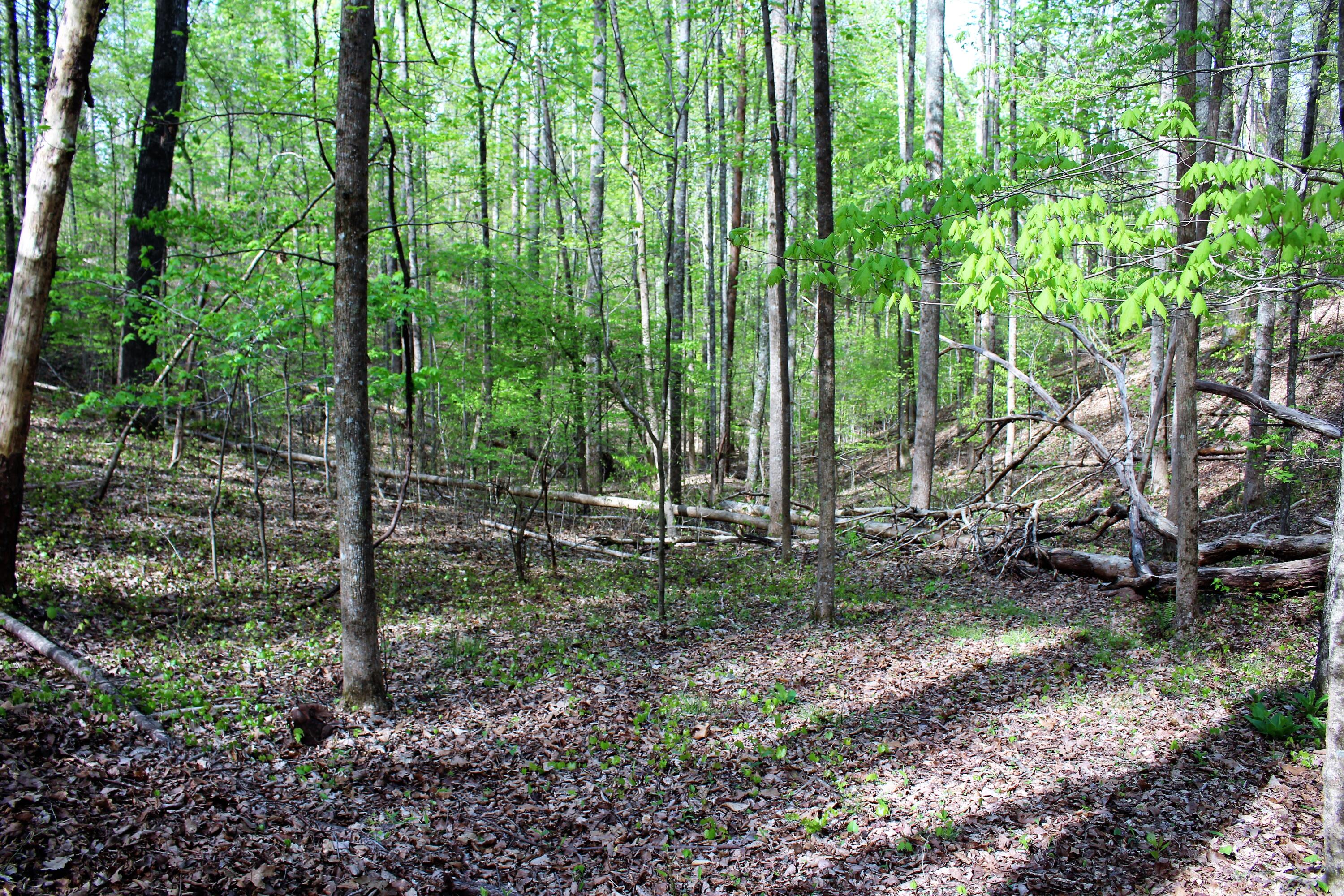 Lot 8 Northwest Rabbit Valley Road, Unit 8 Cleveland, TN 37312 - Photo 18 of 30 IMG_6841