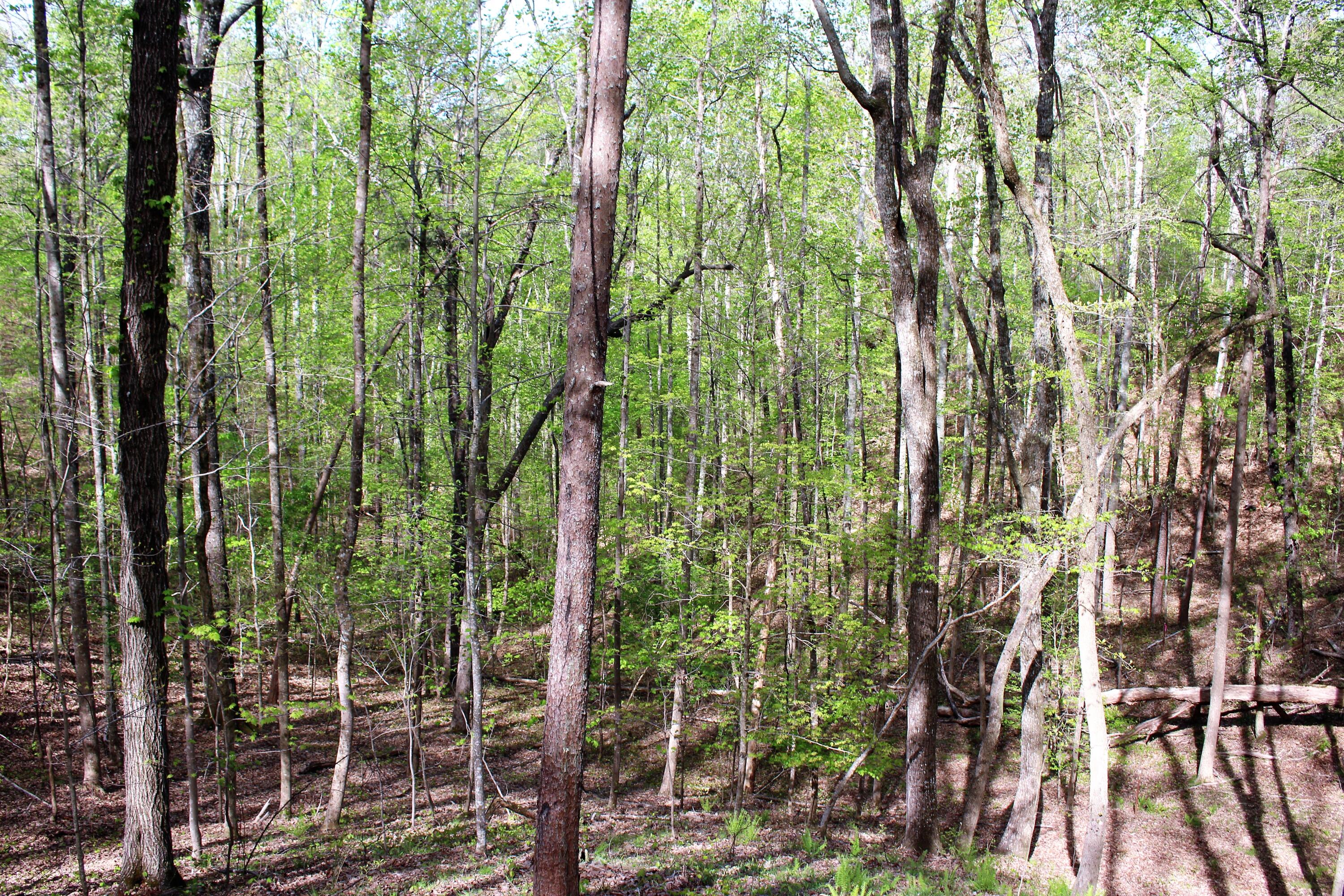 Lot 8 Northwest Rabbit Valley Road, Unit 8 Cleveland, TN 37312 - Photo 19 of 30 IMG_6842