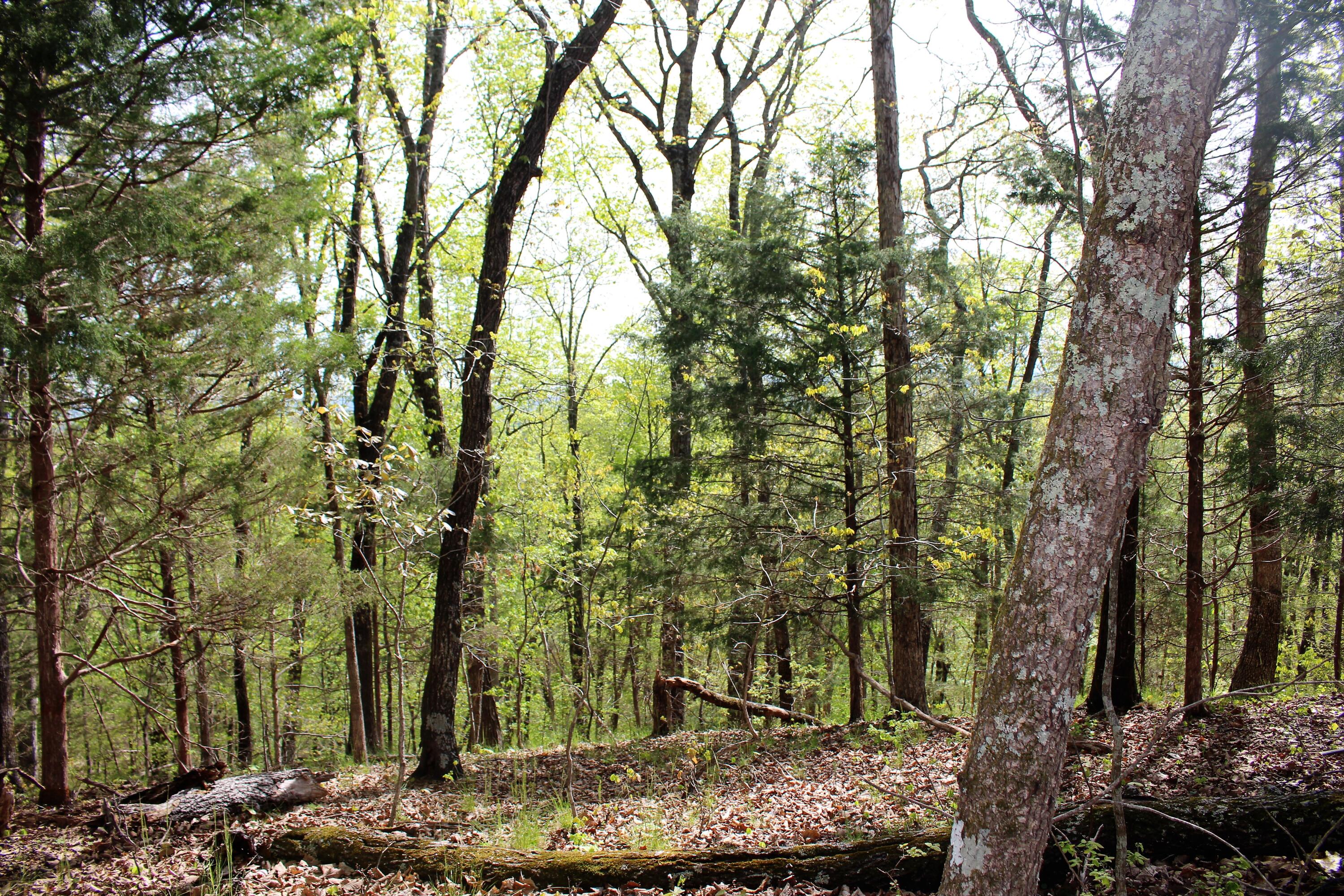 Lot 8 Northwest Rabbit Valley Road, Unit 8 Cleveland, TN 37312 - Photo 20 of 30 IMG_6843