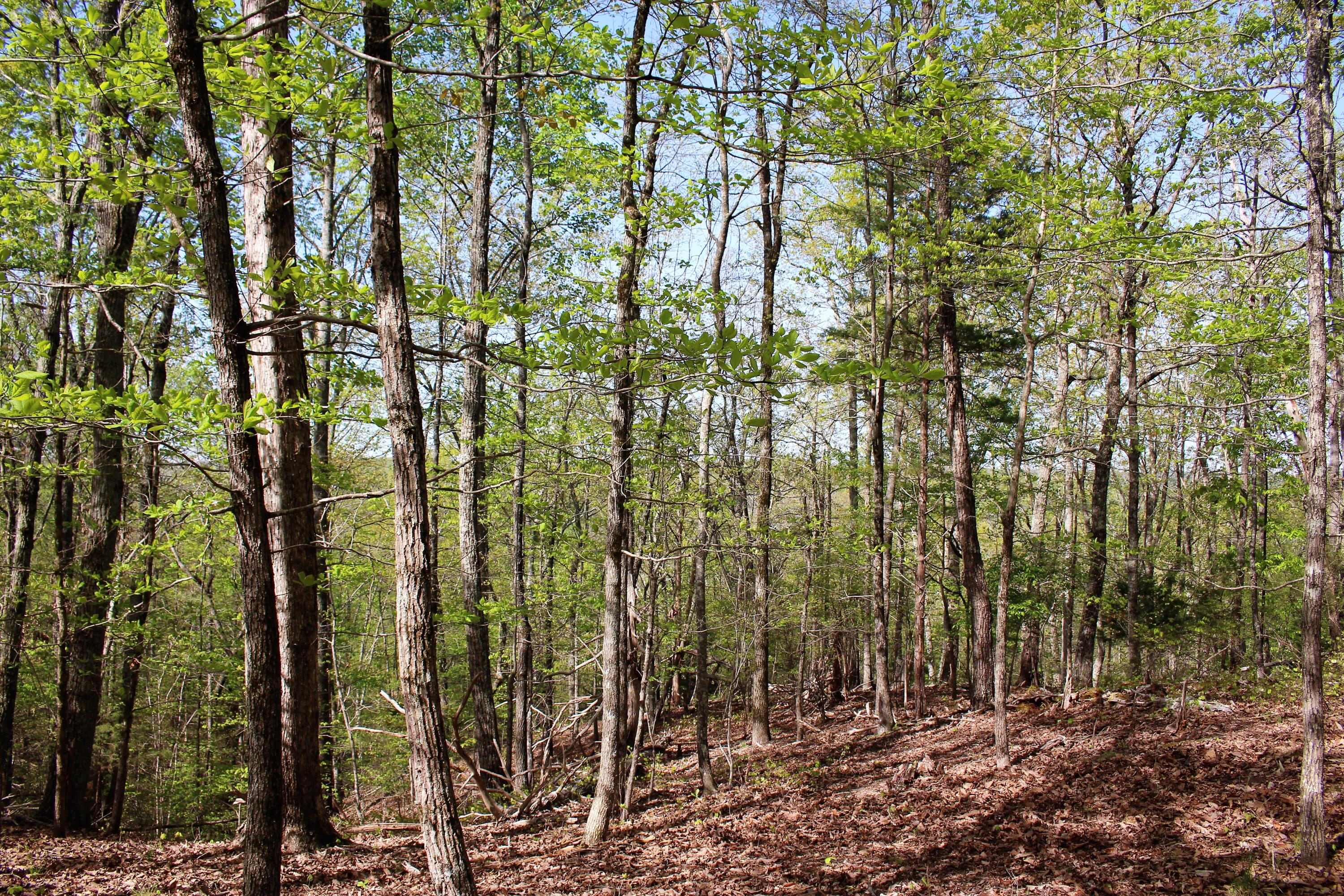Lot 8 Northwest Rabbit Valley Road, Unit 8 Cleveland, TN 37312 - Photo 21 of 30 IMG_6844
