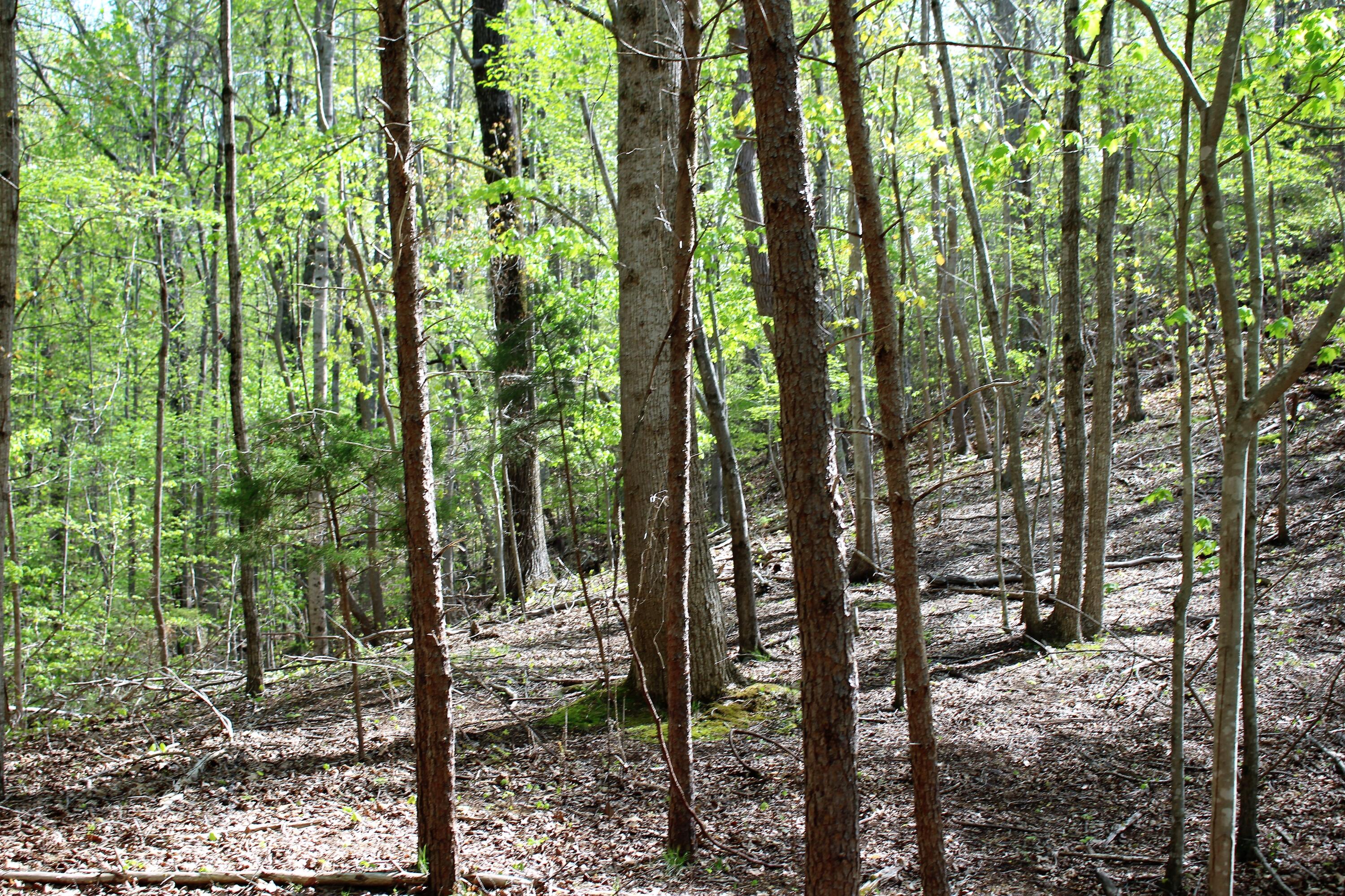 Lot 8 Northwest Rabbit Valley Road, Unit 8 Cleveland, TN 37312 - Photo 23 of 30 IMG_6846