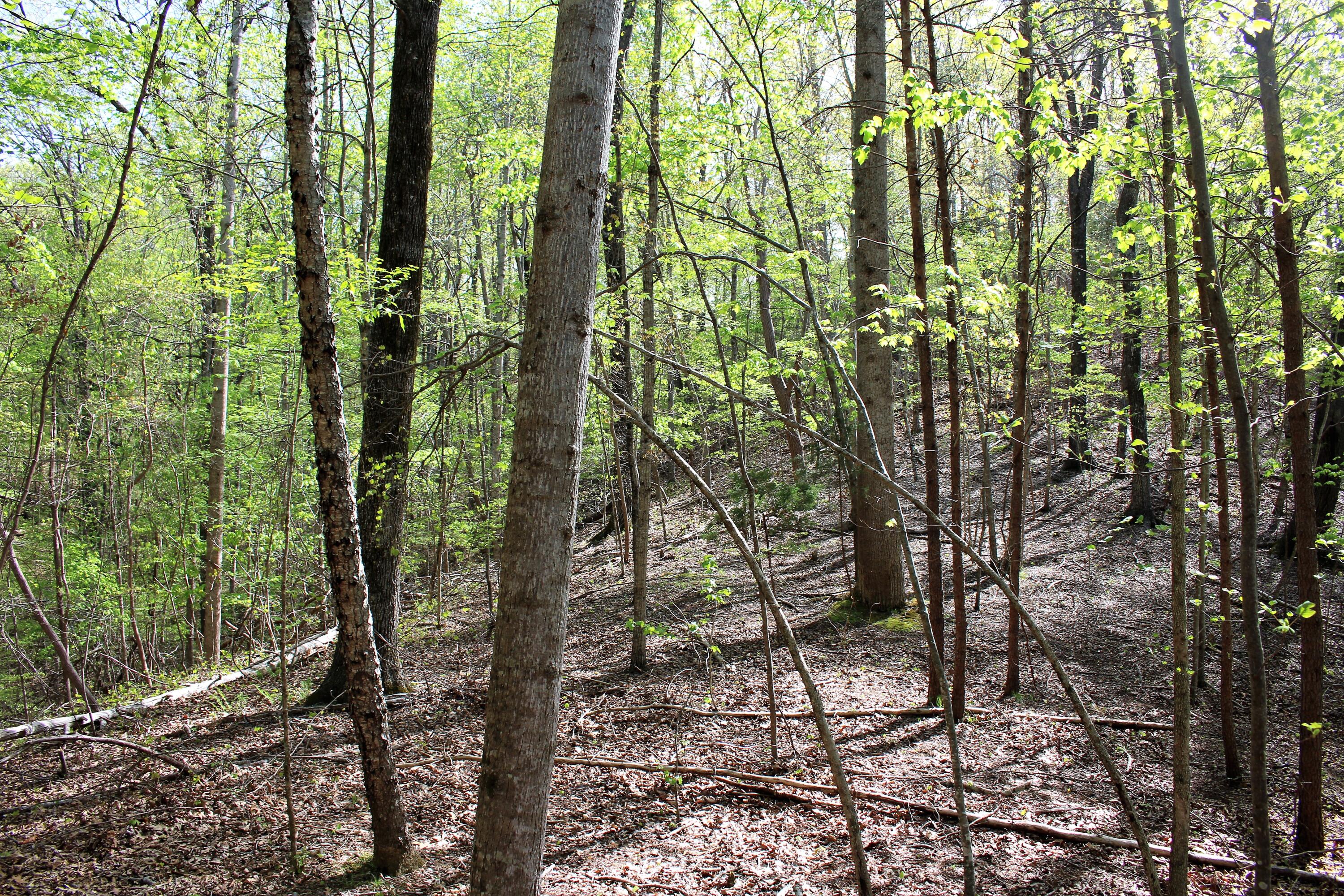 Lot 8 Northwest Rabbit Valley Road, Unit 8 Cleveland, TN 37312 - Photo 25 of 30 IMG_6848
