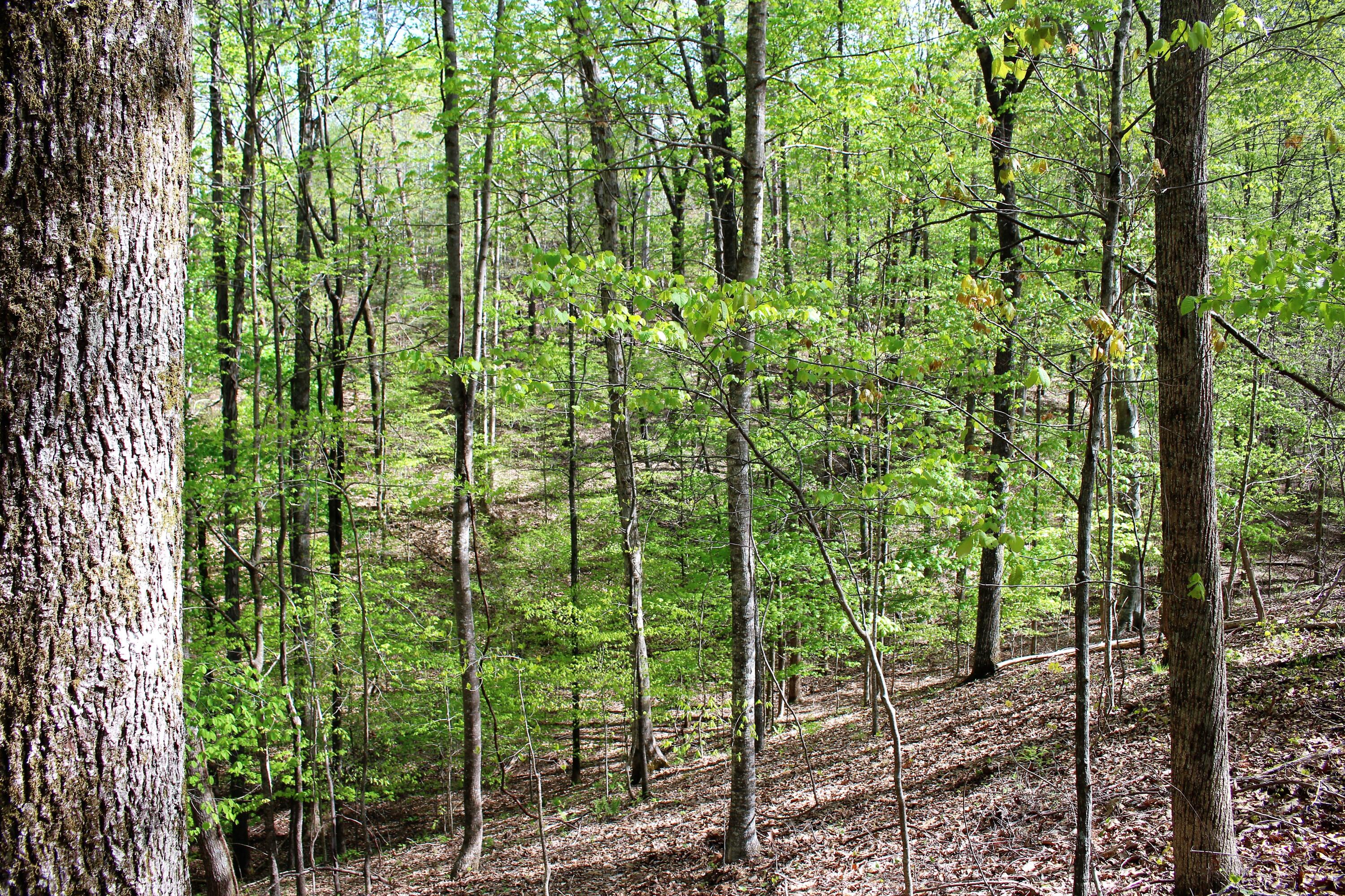 Lot 8 Northwest Rabbit Valley Road, Unit 8 Cleveland, TN 37312 - Photo 26 of 30 IMG_6849