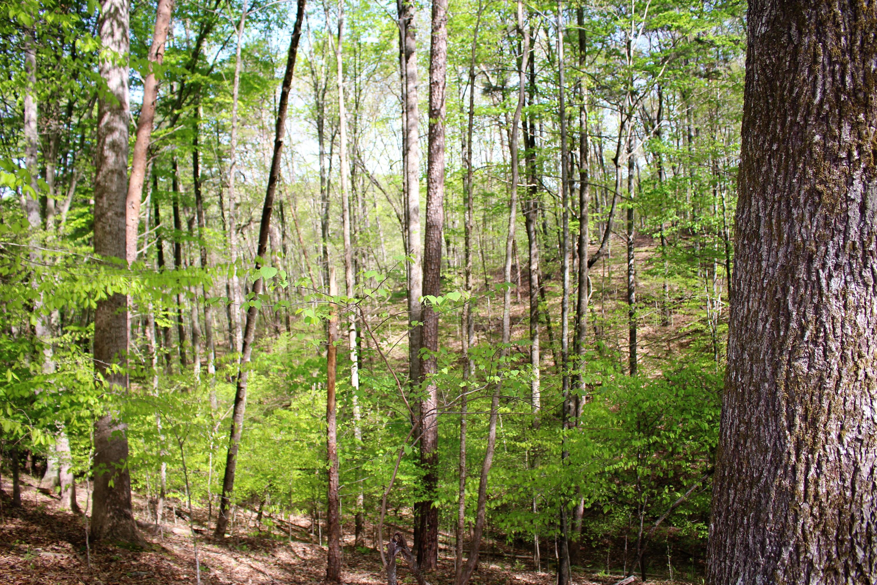 Lot 8 Northwest Rabbit Valley Road, Unit 8 Cleveland, TN 37312 - Photo 27 of 30 IMG_6850