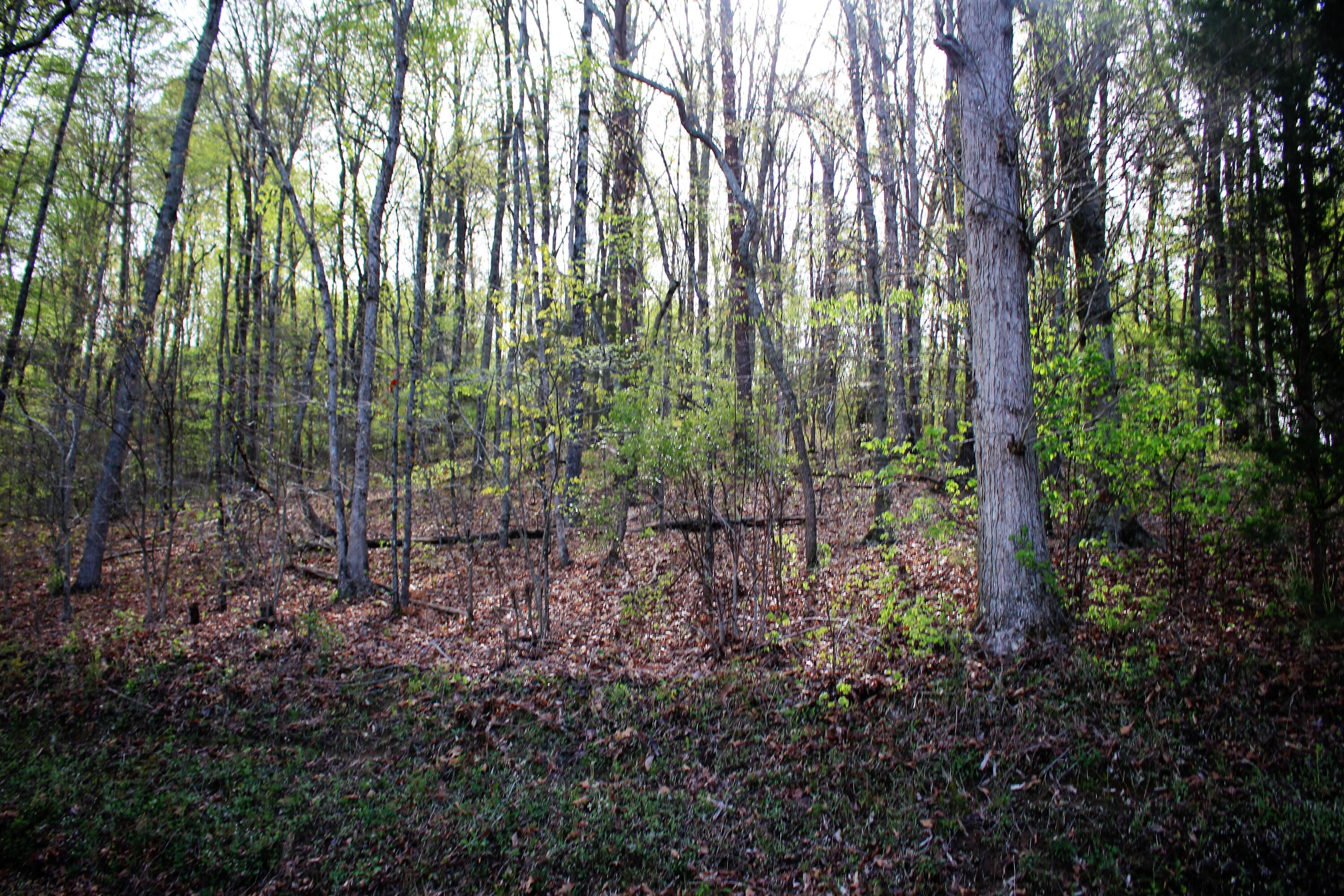 Lot 8 Northwest Rabbit Valley Road, Unit 8 Cleveland, TN 37312 - Photo 6 of 30 IMG_6827