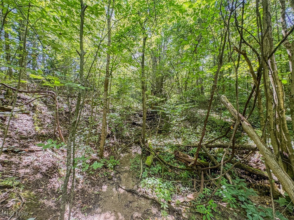0 Mill St Road Quaker City, OH 43773 - Photo 10 of 23 View of woods