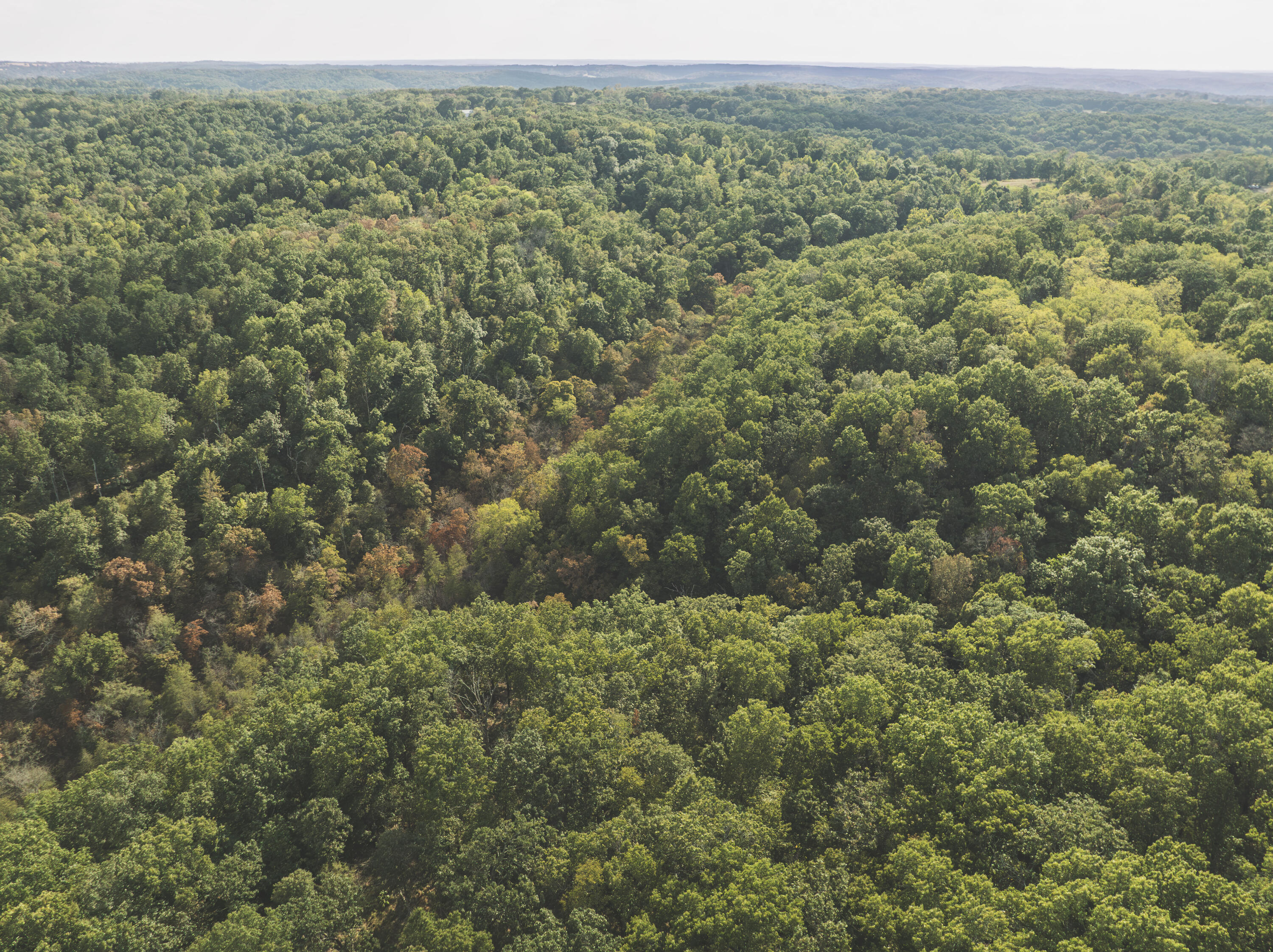 0 Boone Hollow Road Powell, MO 65730 - Photo 20 of 95 MWLG - Boone Hollow 40 - DG019