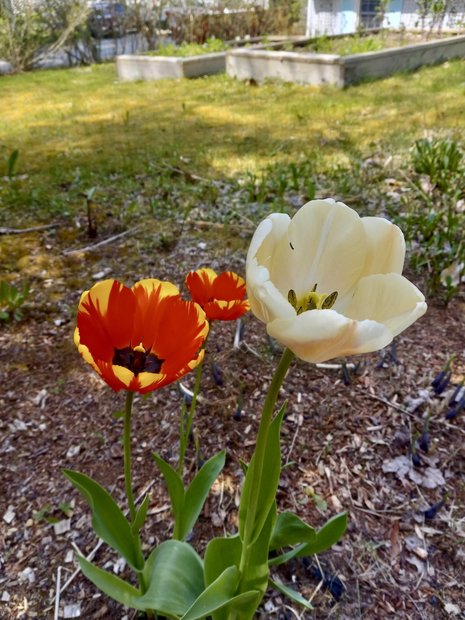 96 Bowdoinham Road Sabattus, ME 04280 - Photo 46 of 75 Spring/Summer Gardens