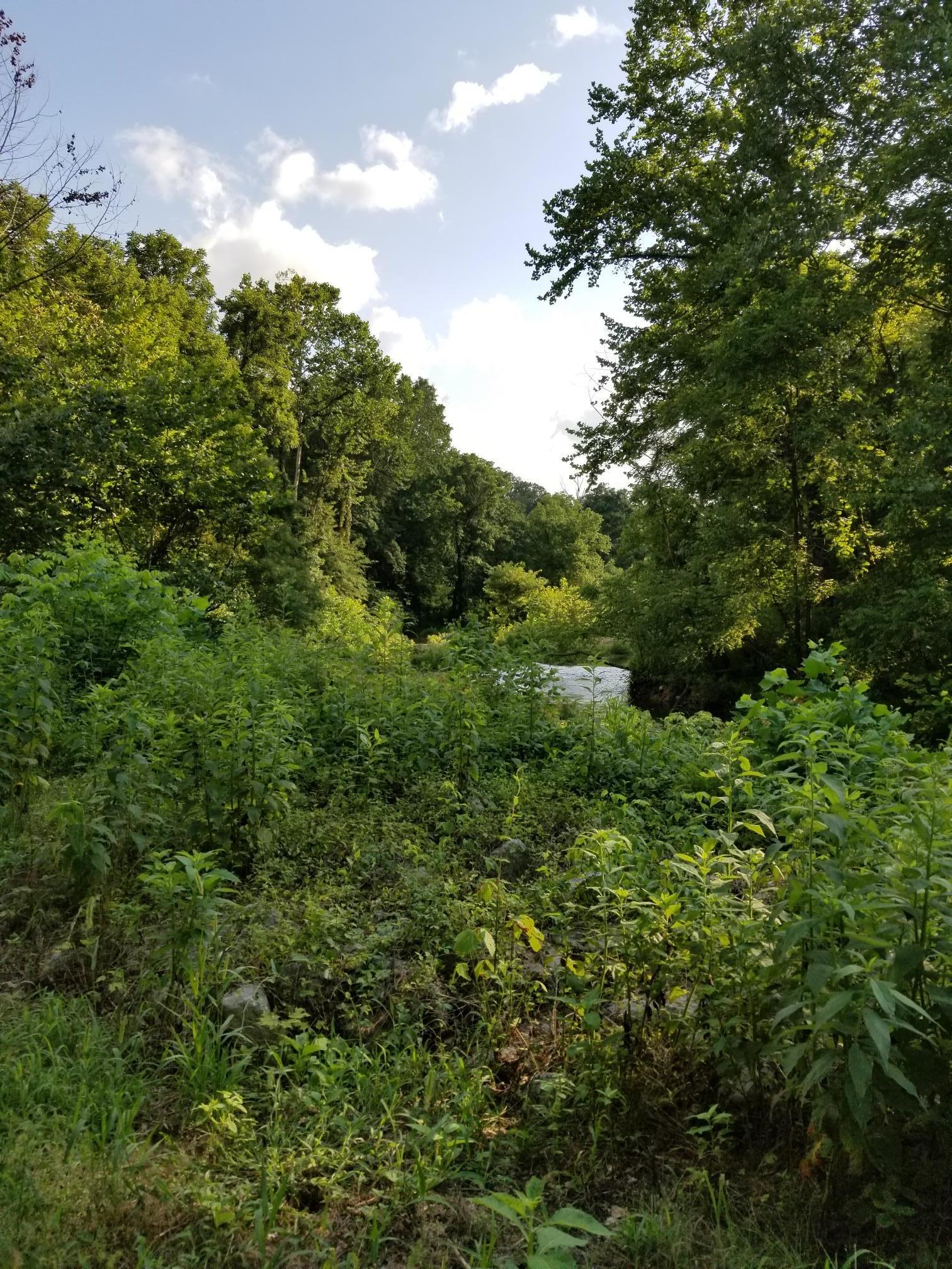 117 Lawson Road Hohenwald, TN 38462 - Photo 5 of 17 Swan Creek Left