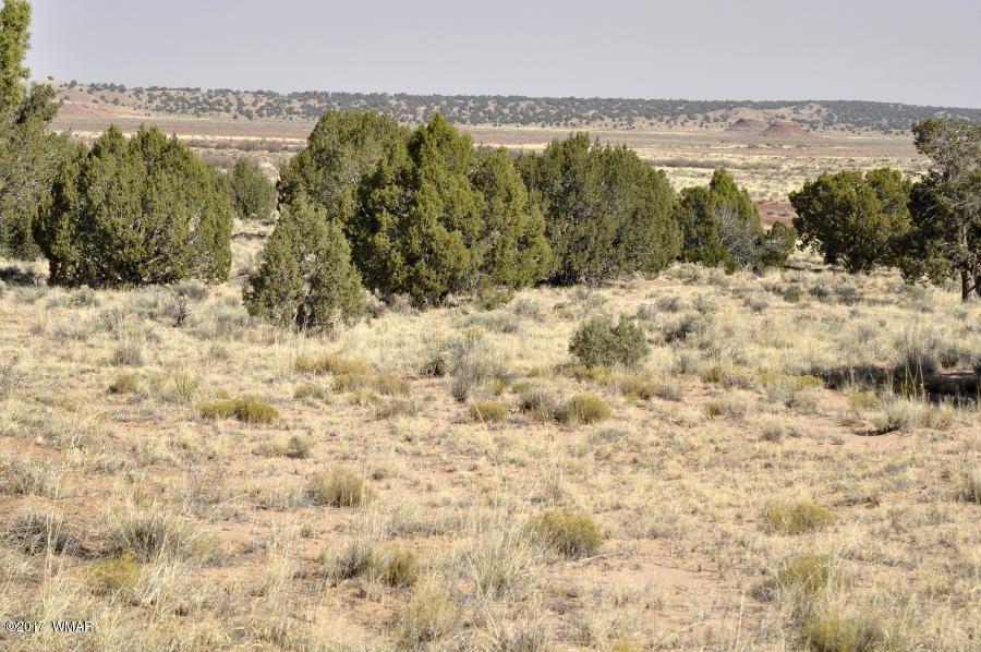 456 Woodridge Ranch Concho, AZ 85924 - Photo 1 of 12