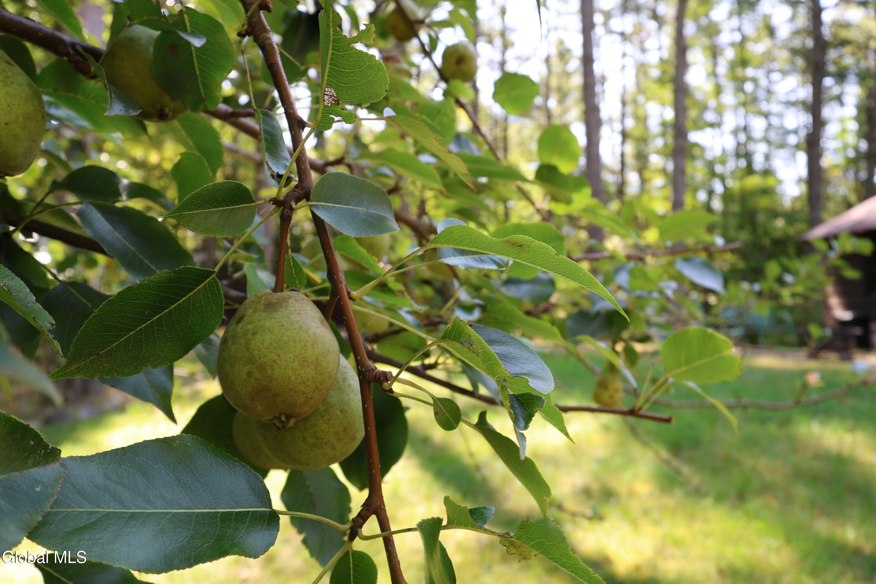 307 Stone Bridge Road Pottersville, NY 12860 - Photo 33 of 51 Mature Pear Tree