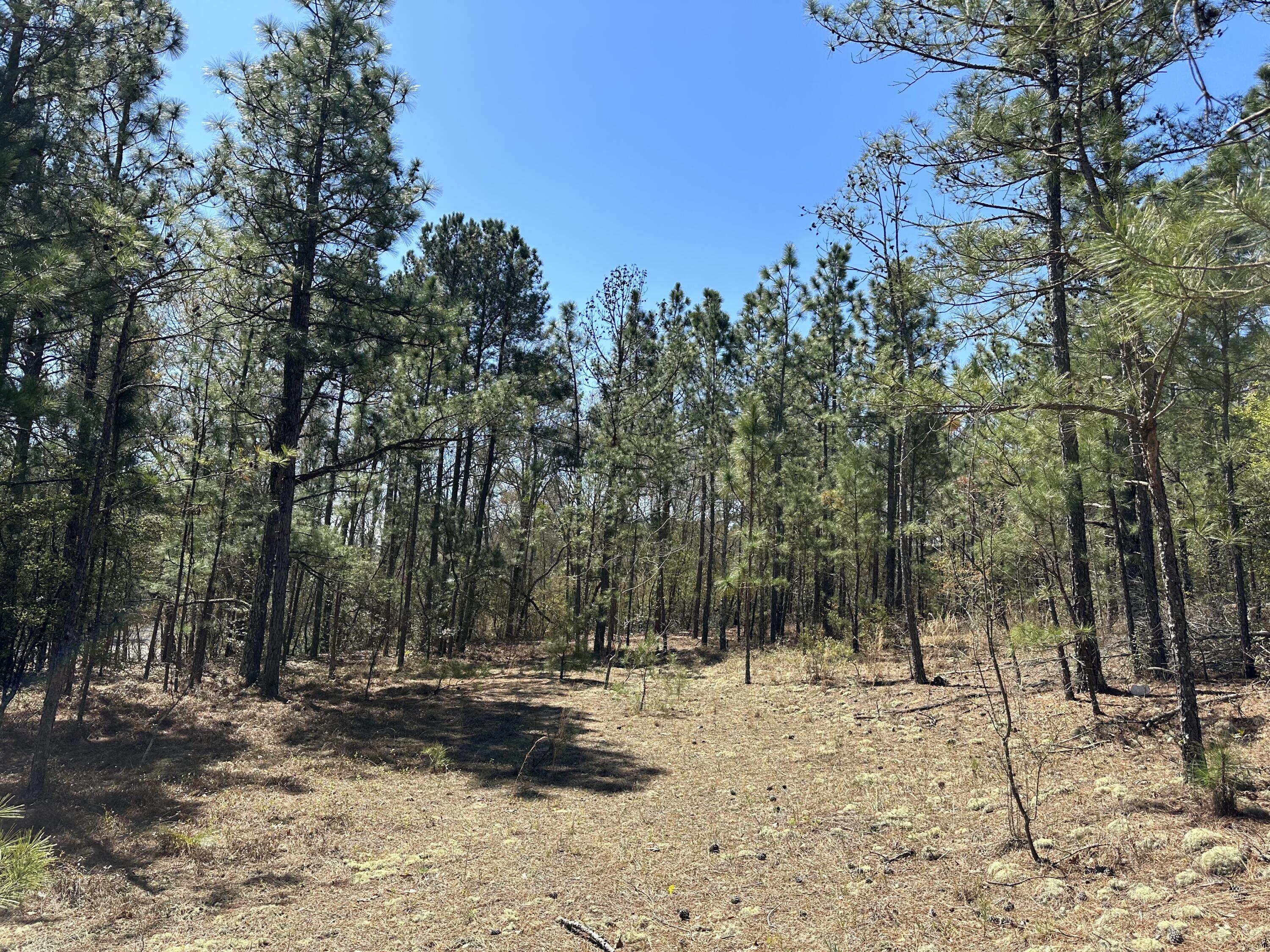 Lot 4 Horseshoe Bend Road Aiken, SC 29801 - Photo 1 of 2 Primary Photo