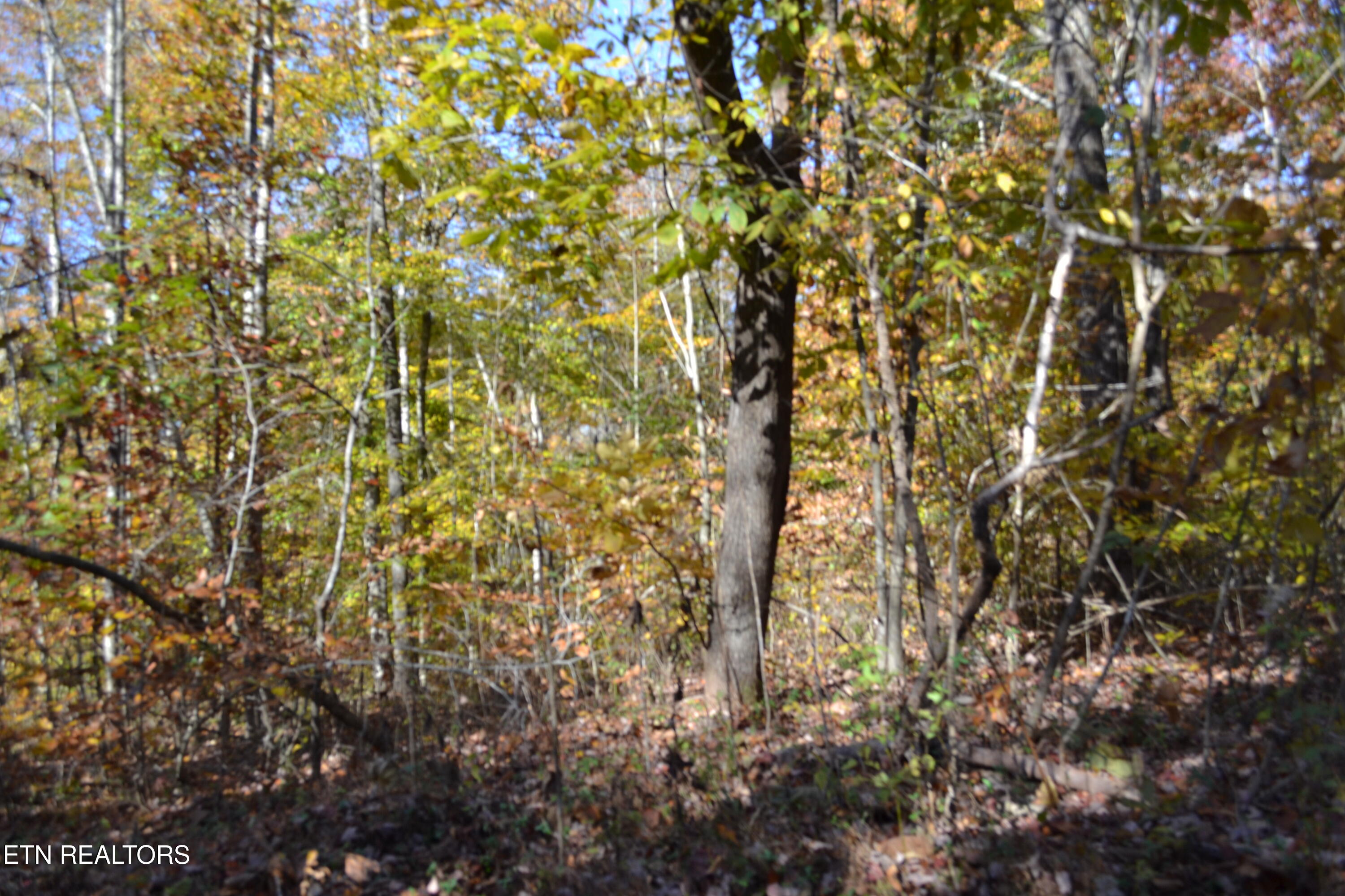 28.30-ac Whitson Hollow Road Red Boiling Springs, TN 37150 - Photo 23 of 50 DSC_0124